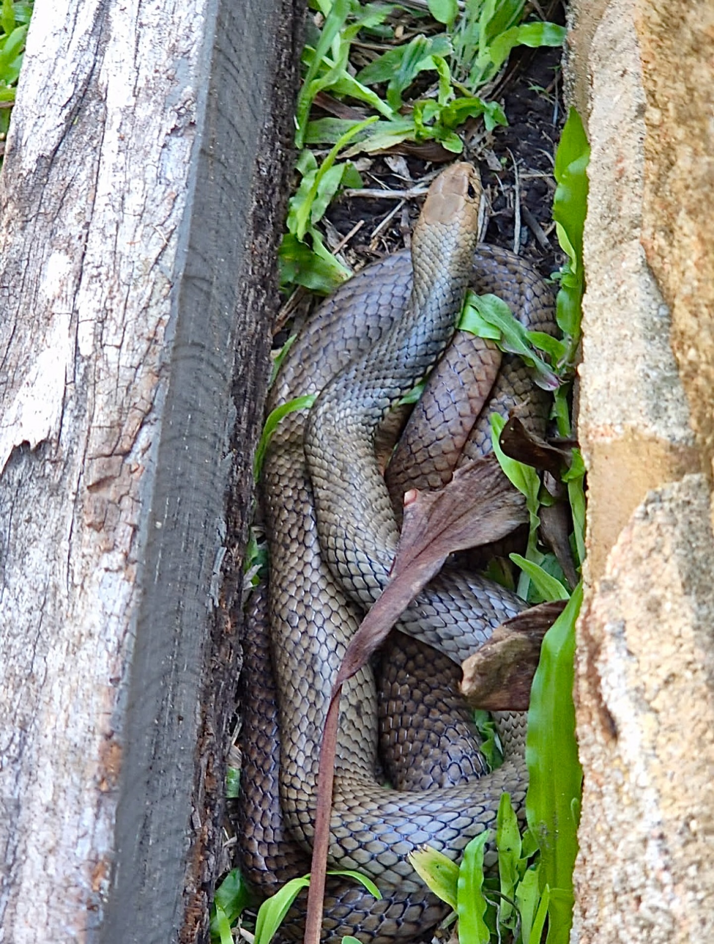 A closer look at Bobtail Snake Interaction With Other Pets And Animals Safety Tips