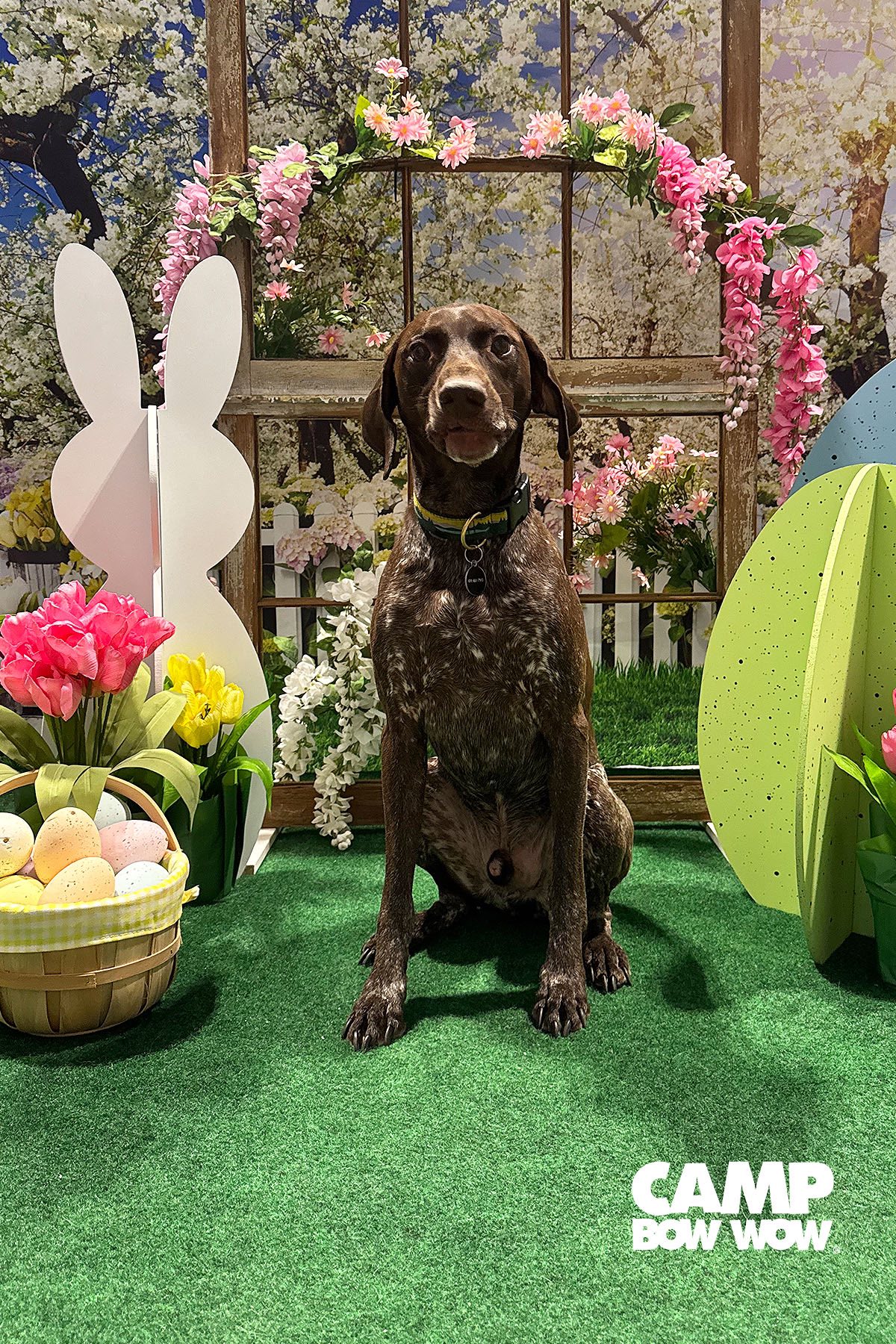 Best HD Pictures about  Camp Bow Wow Golden  - No AI Images