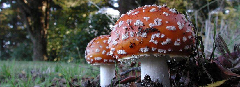 日本菌学会 The Mycological Society of Japan（new）