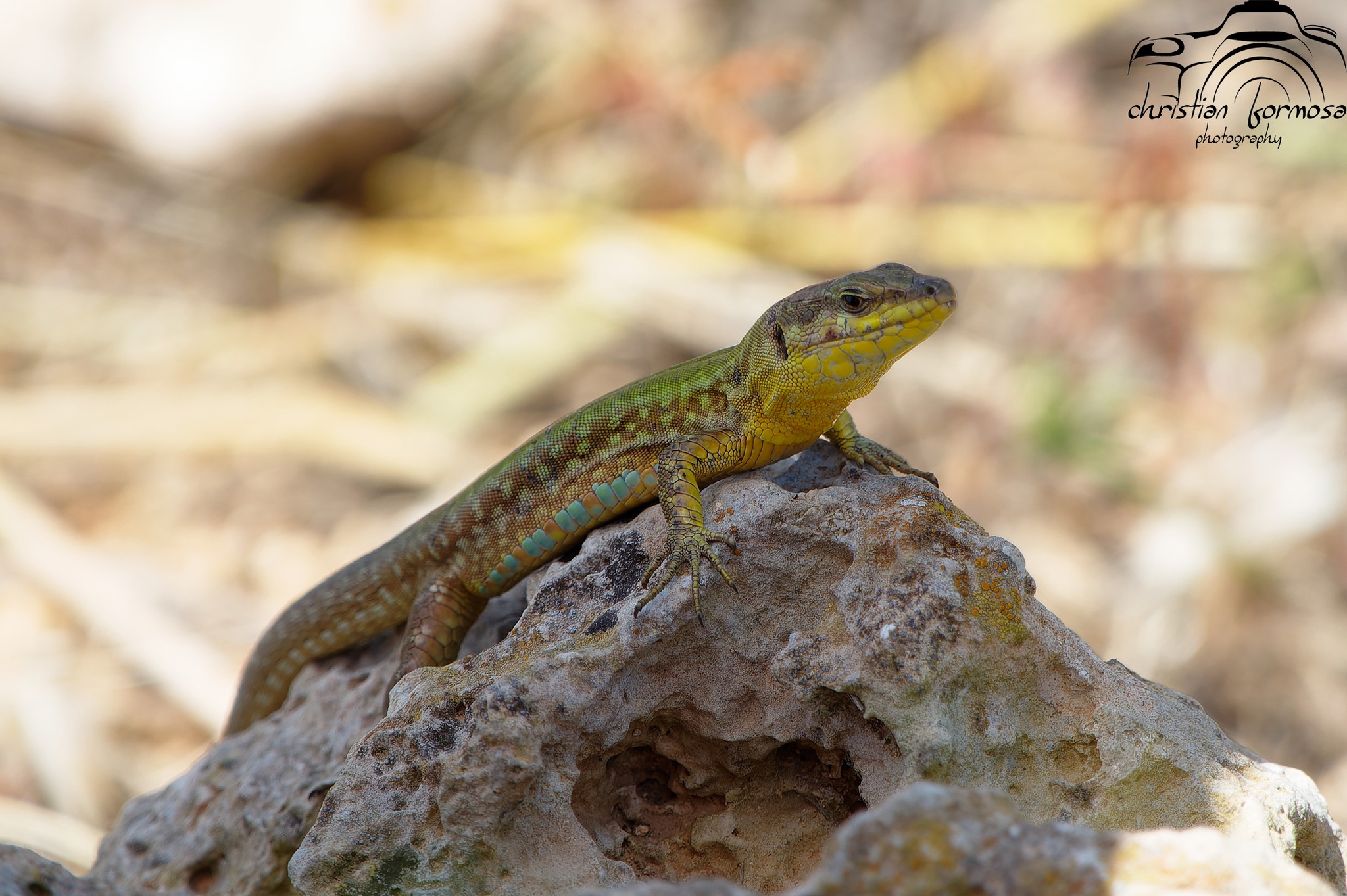 Christian - Species name: Podarcis filfolensis maltensis English name ...