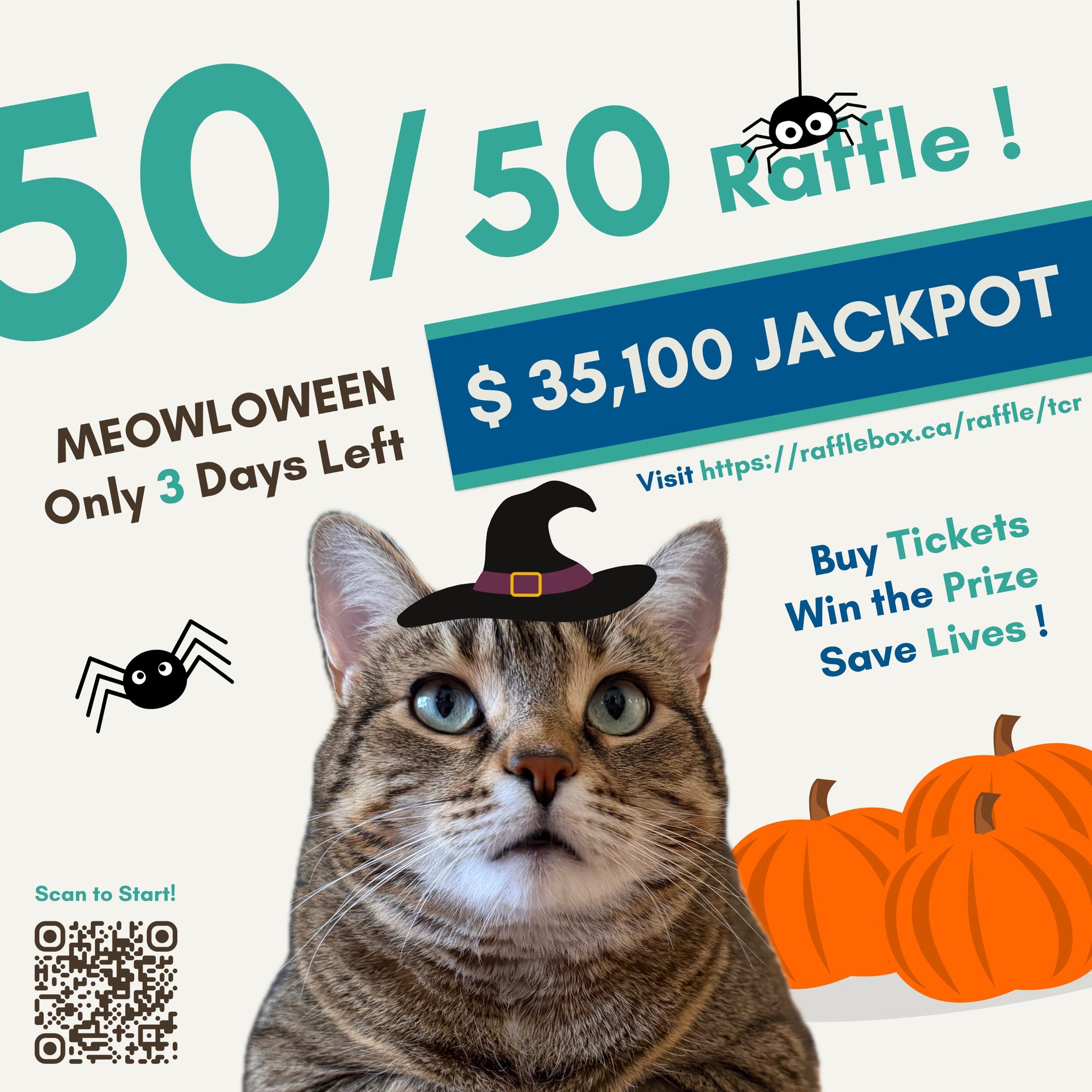 🎃🐾 The Meowloween 50/50 Raffle is 3... - Toronto Cat Rescue | Facebook