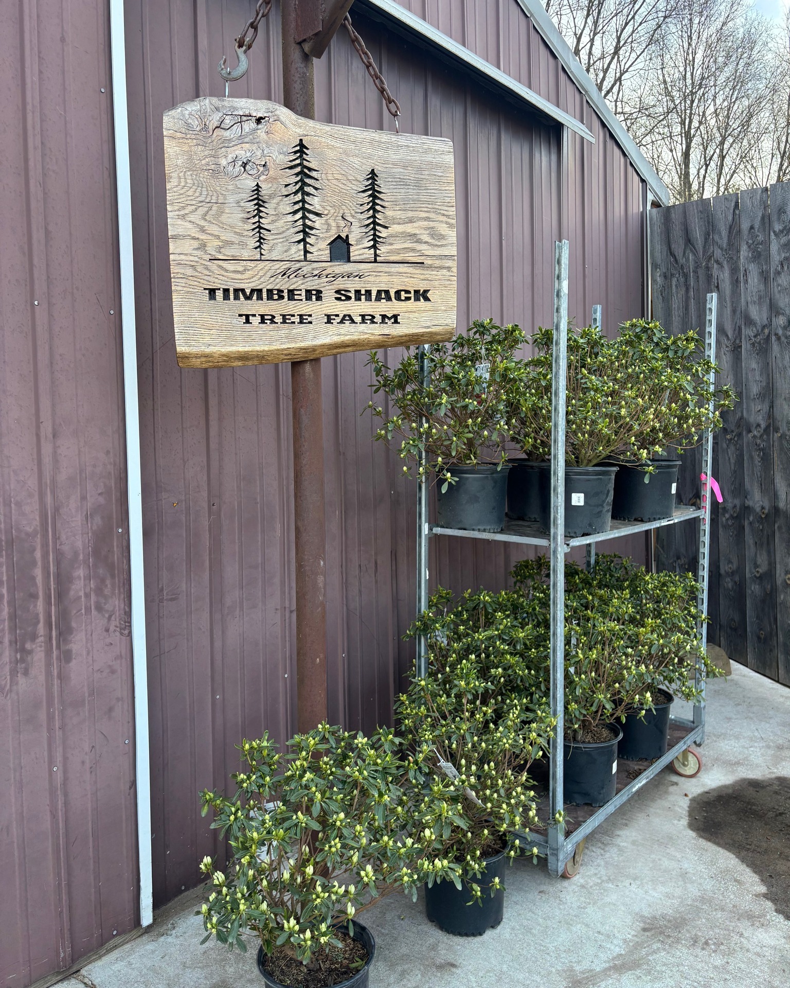 🌸 Cascade Azaleas Are Here — and... - Michigan Timber Shack | Facebook