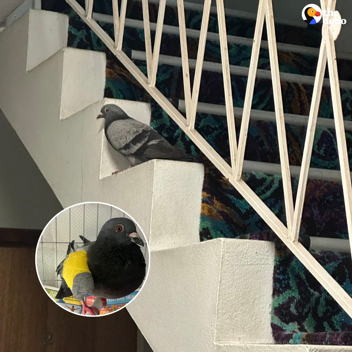 The Dodo - A woman found a pigeon trapped in a stairwell for days ...
