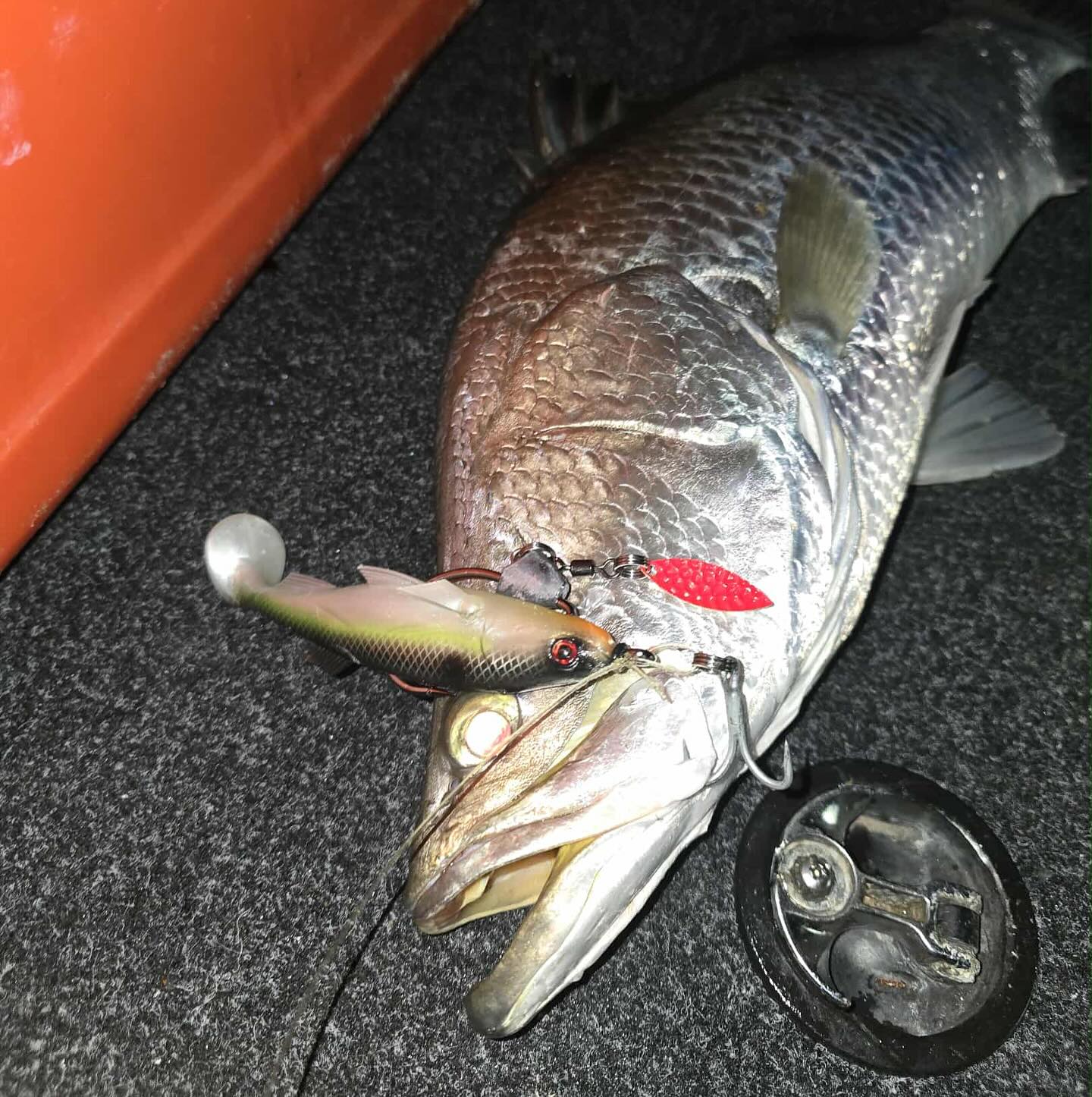 Raptor Lures NT - Raptor Lures NT added a new photo.