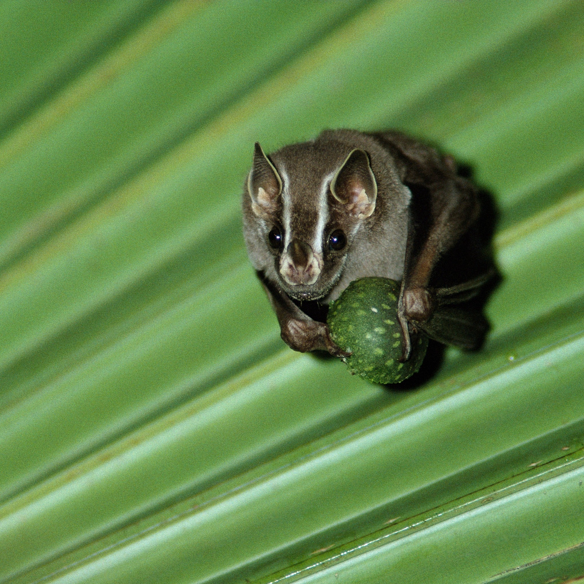 Bat Conservation International | Austin TX