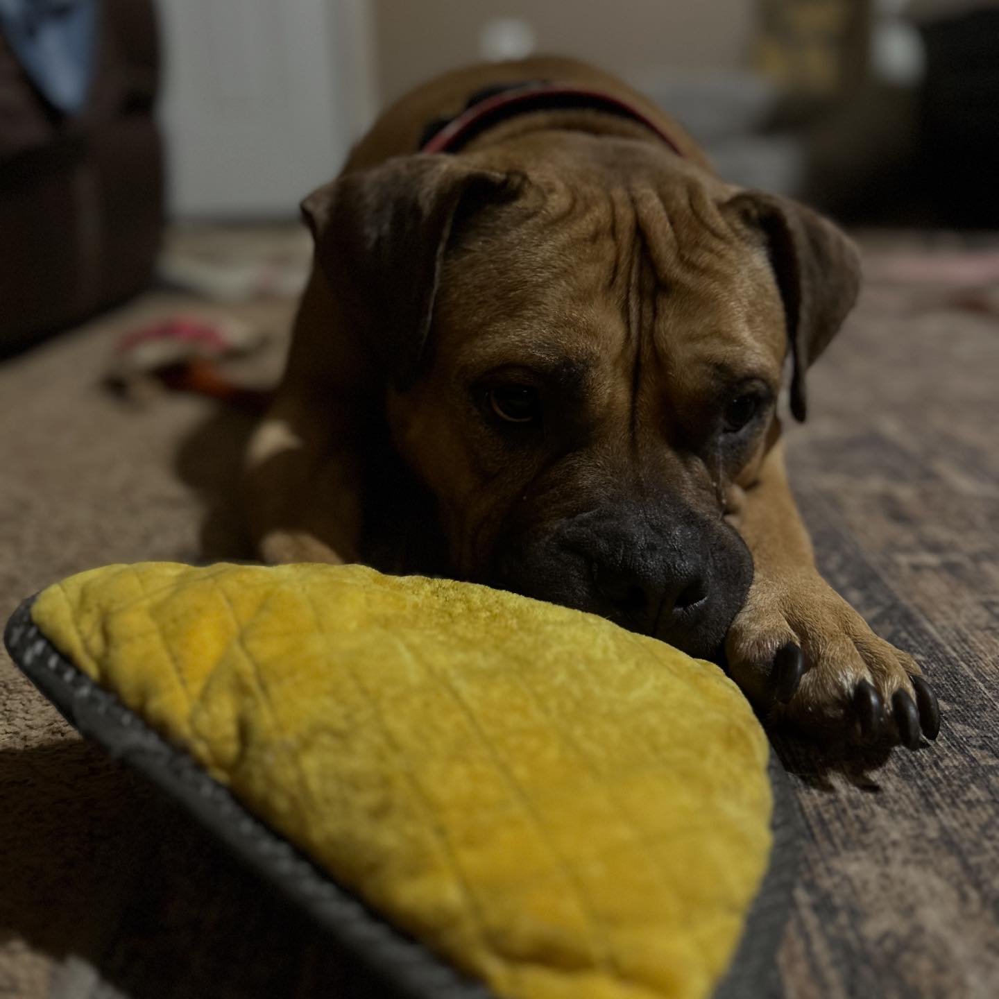 Blue Ridge Boxer Rescue - https://blueridgeboxerrescue.com/dogs/cannon ...