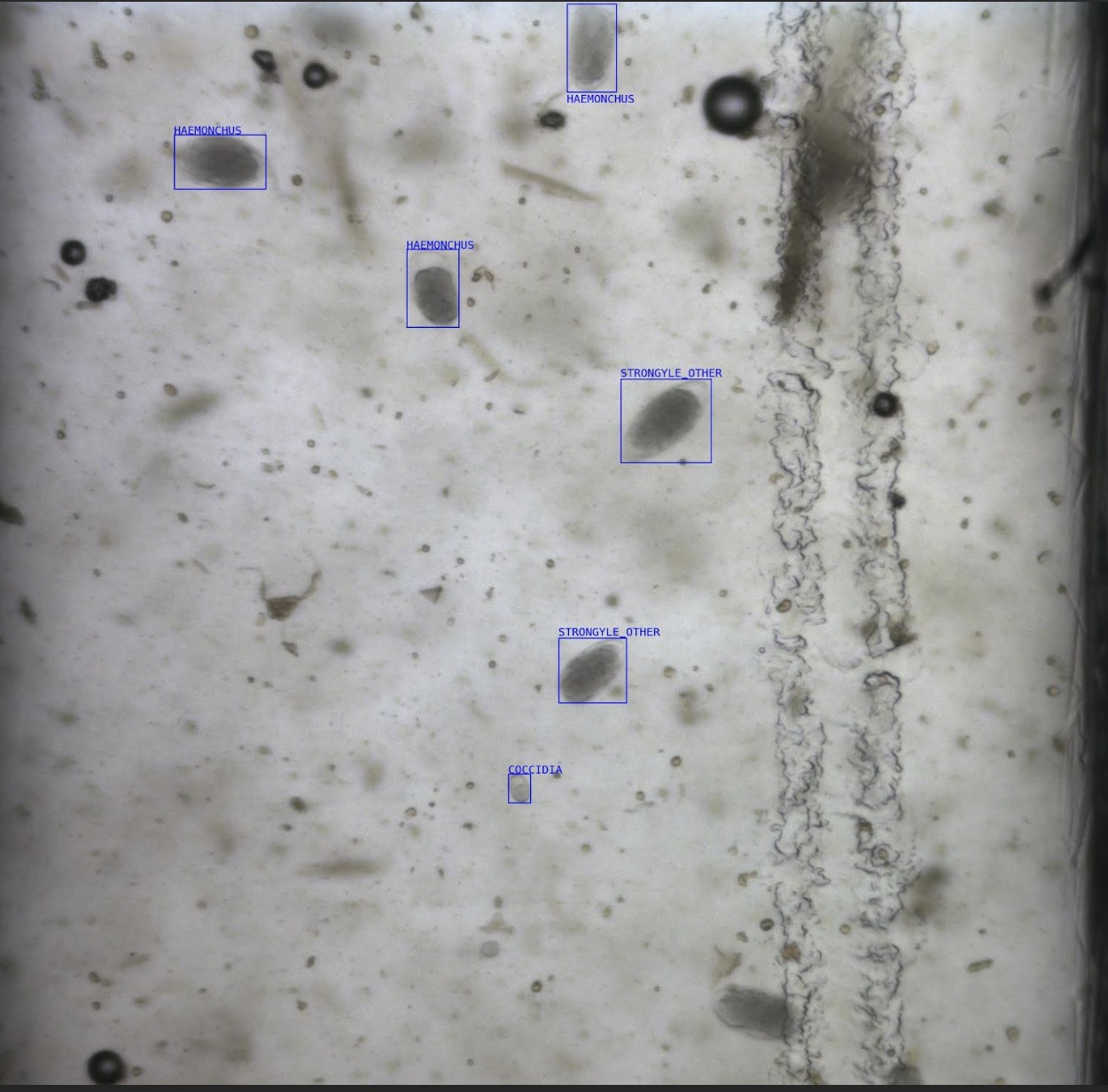 Torch - 🪱🔬Haemonchus Testing🪱🔬 We are happy to announce that we can now ...