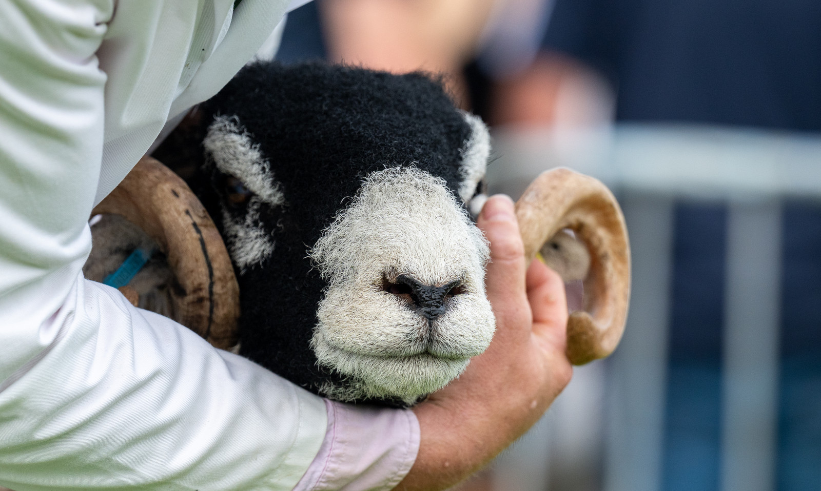 British Rouge Sheep Society... - British Rouge Sheep Society