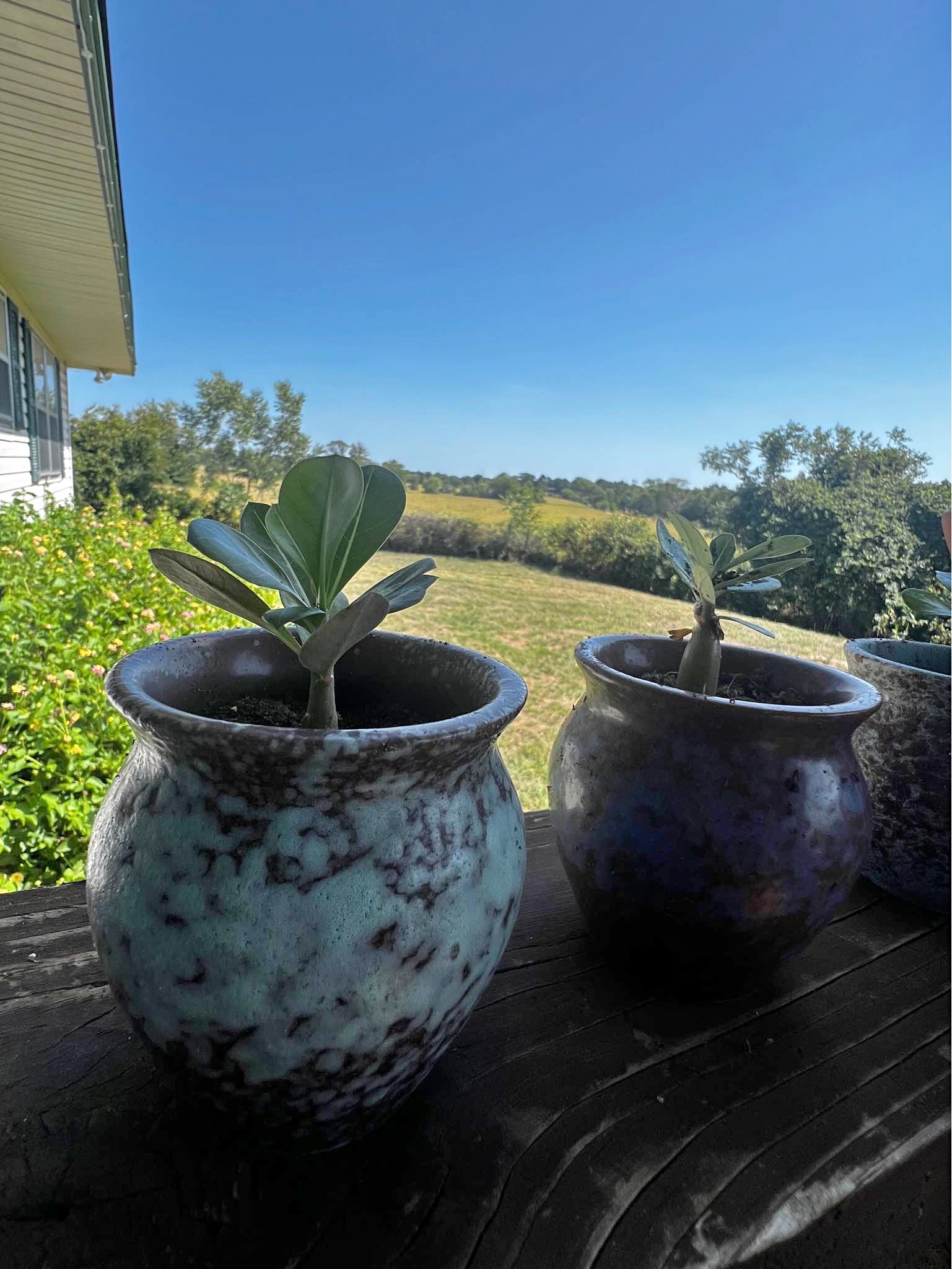 Last desert roses - Plants & Seedlings | Facebook Marketplace