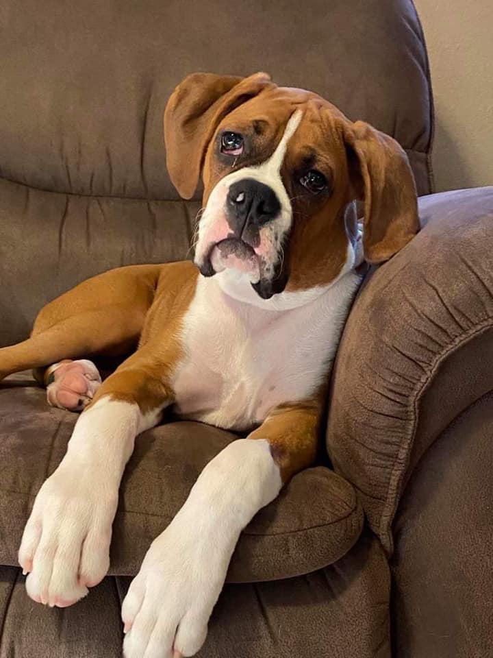Meet Otis!! Otis was the biggest... - Autumn Ridge Boxers | Facebook
