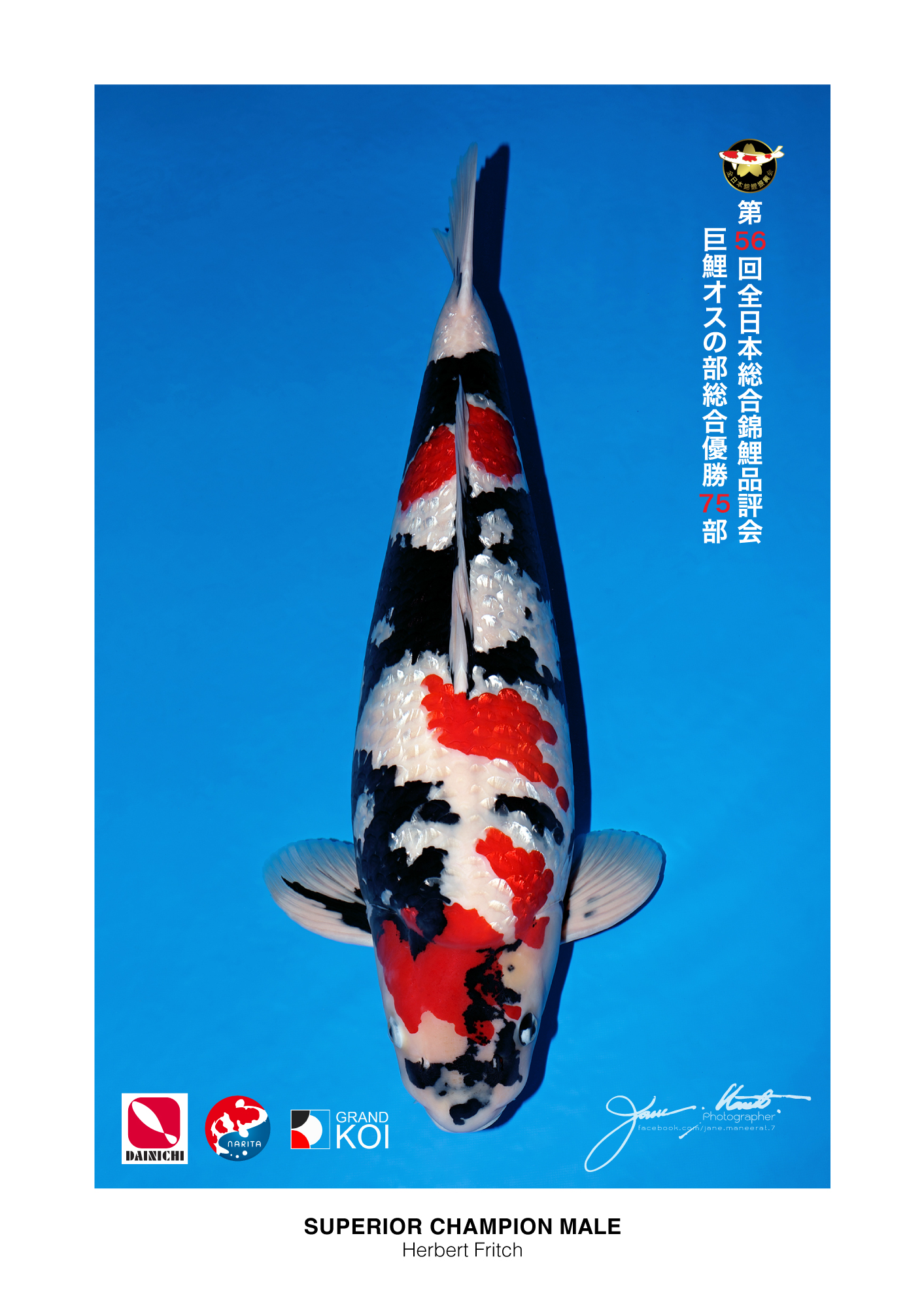 NISHIKIGOI OF THE WORLD] THE 56th ALL JAPAN CONBINED NISHIKIGOI