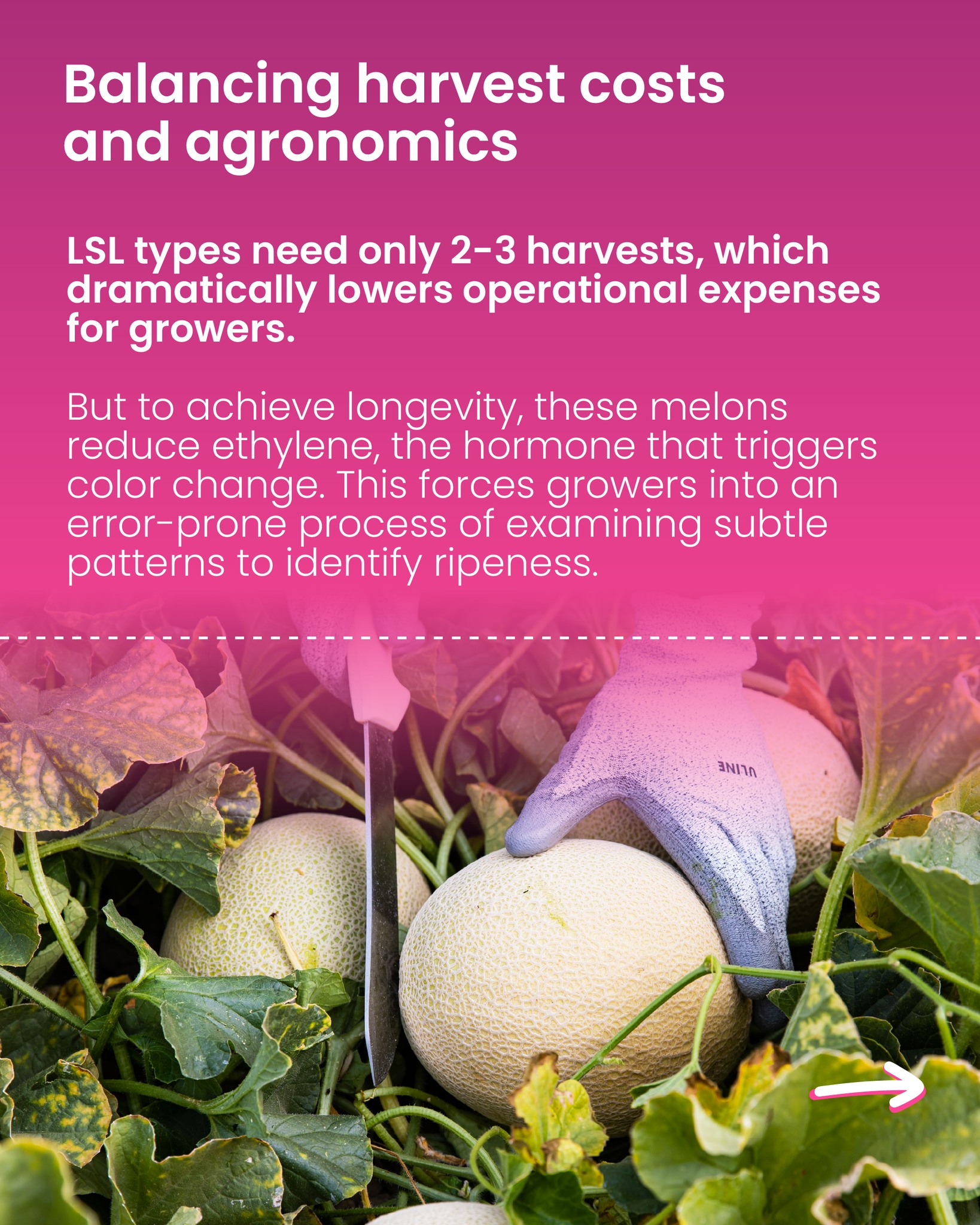 Syngenta - Syngenta added a new photo.