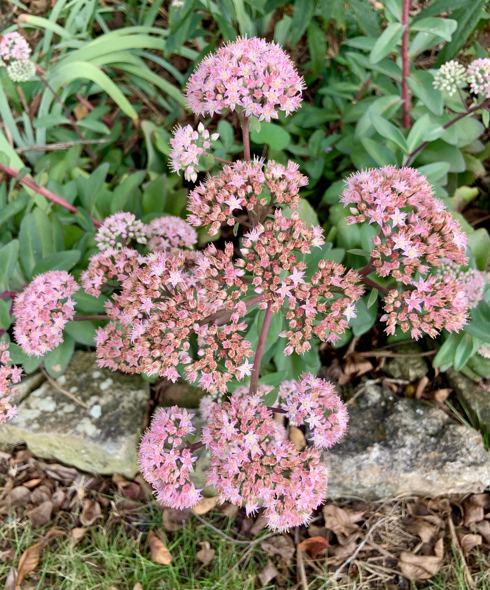 Grumpy - BLOOMIN NOW IN GRUMPY'S GARDEN! This is one of the top ...
