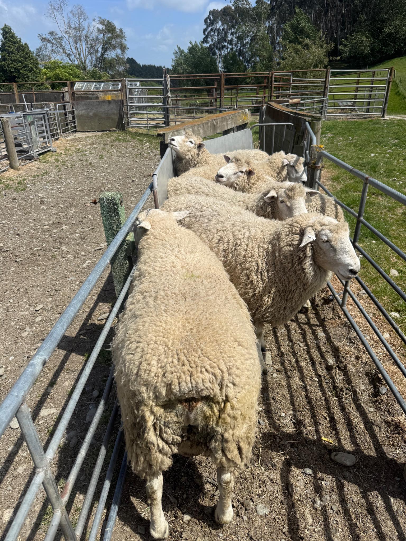 Aurora Romney Stud | Dunedin