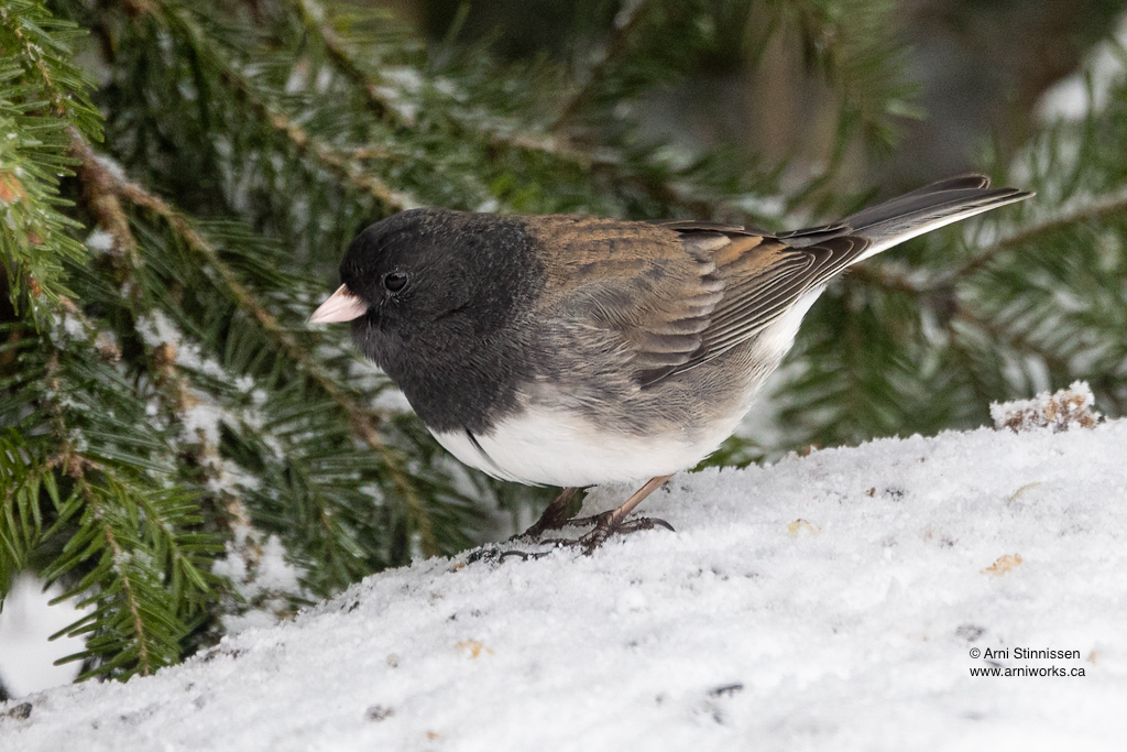 The most common Dark-eyed Junco we have here in Michigan is the