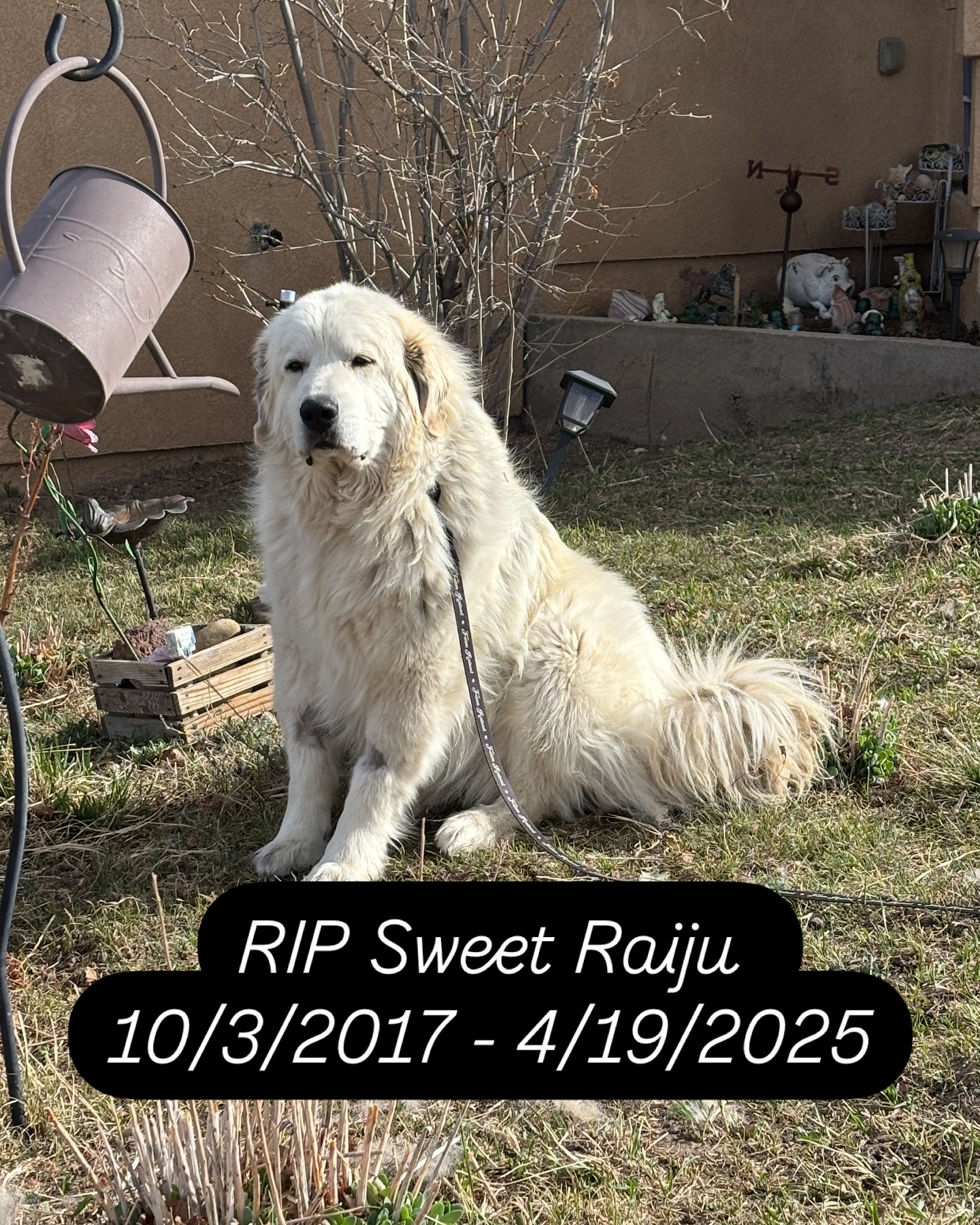 Rise - . The bestest girl… RIP Raiju 🐾 ️ I cannot put into words the ...