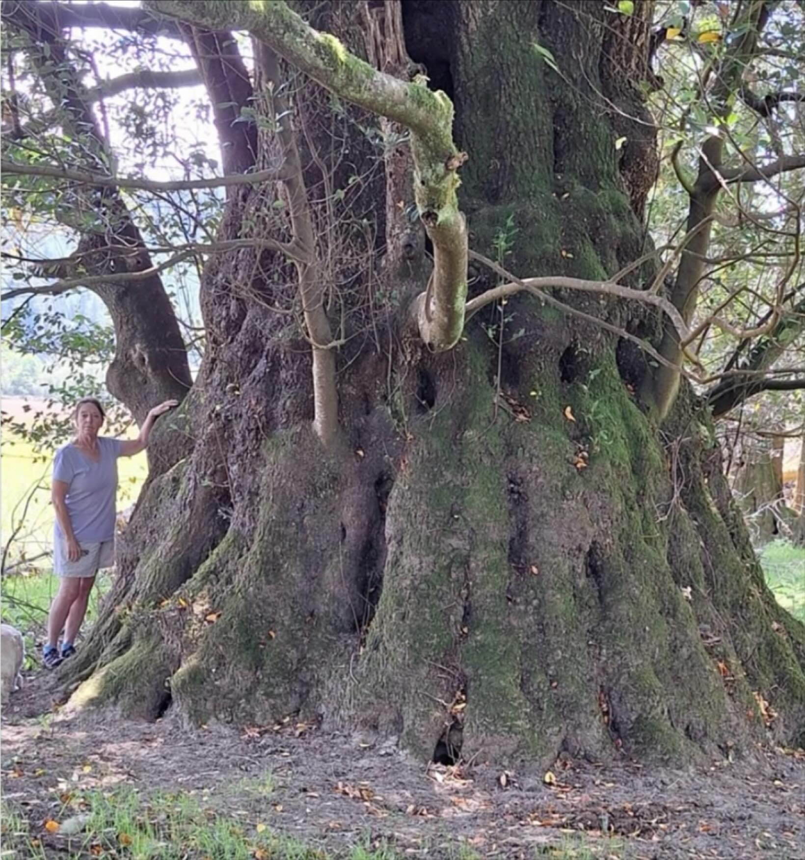 Ancient - Oregon Myrtlewood trees, also known as California laurel ...