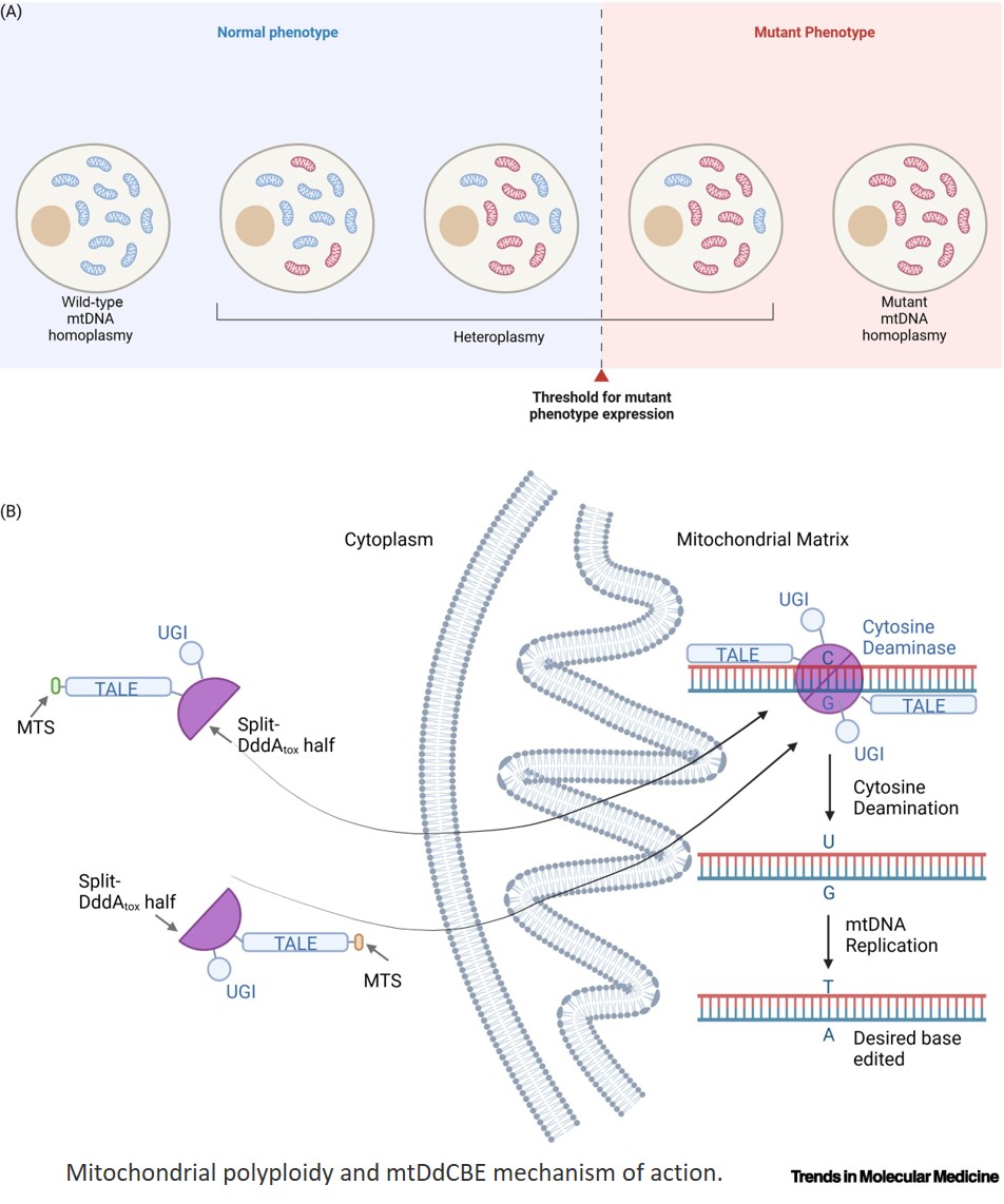 heteroplasmy and glutathione Role of mtDNA mutations in cancer Mitochondria coordinate energy, biosynthesis, redox balance, apoptosis to drive tumor growth. Mitochondrial DNA mutations are common in cancer and affect oxidative phosphorylation, reactive oxygen species Price History of CO Select a Pharmacy:Foxrock korean beauty store near me
