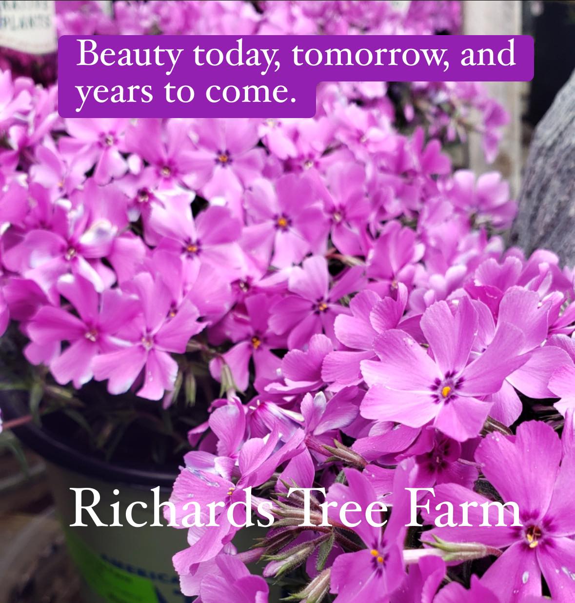 Richards Tree Farm