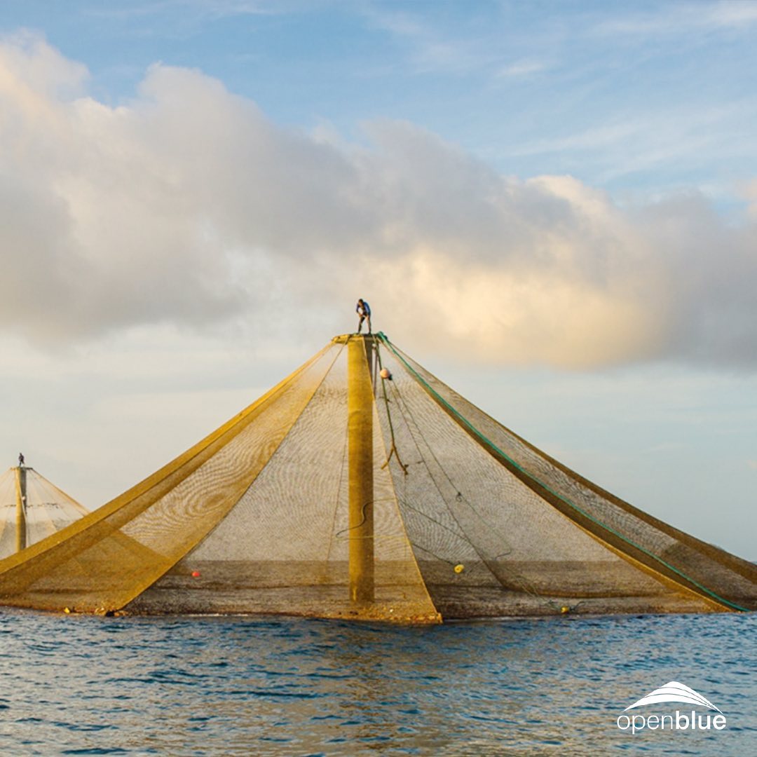 ¿Cómo nos aseguramos de que... - Open Blue Cobia Panama | Facebook