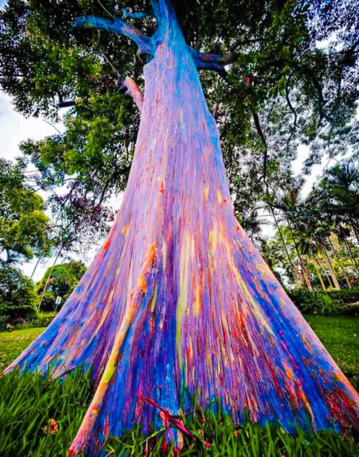 Rainbow eucalyptus tree in Oahu