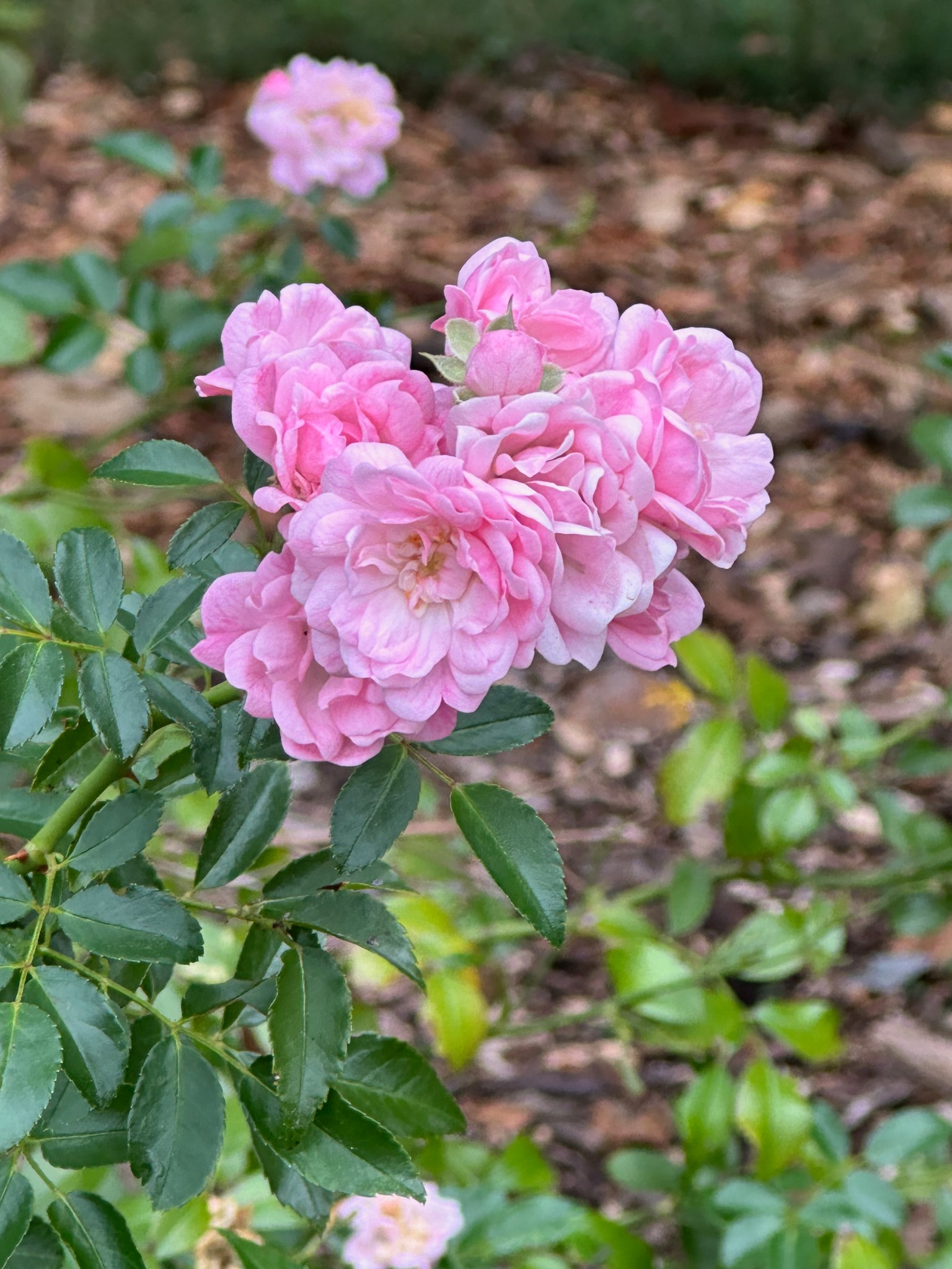 ARABIA アラビア ボタニカ 野ばら　rosa polyantha This polyantha rose (Rosa 'The Fairy') is laden with late summer