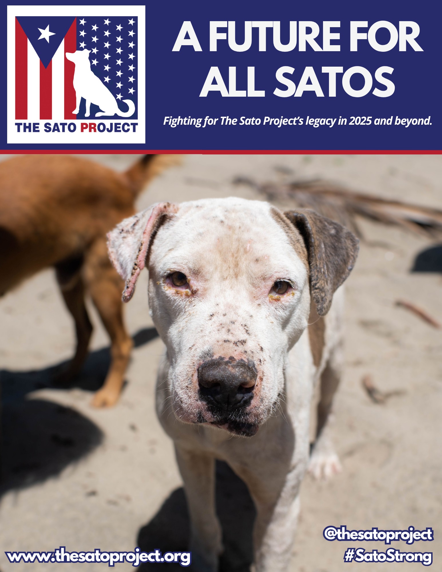 OUR 2025 PROGRAM REPORT JUST DROPPED 😎... - The Sato Project | Facebook