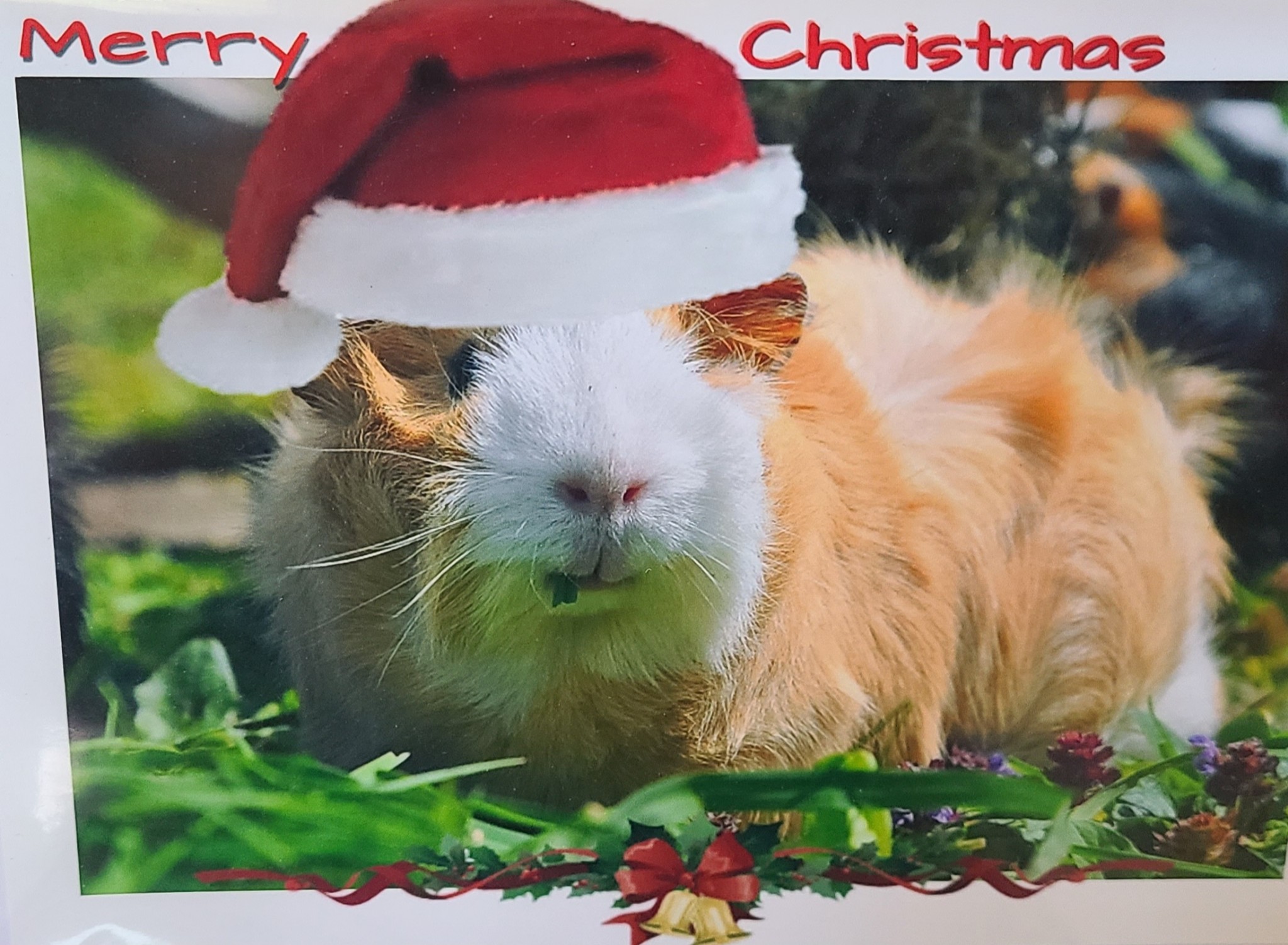 April Lodge Guinea Pig... - April Lodge Guinea Pig Rescue