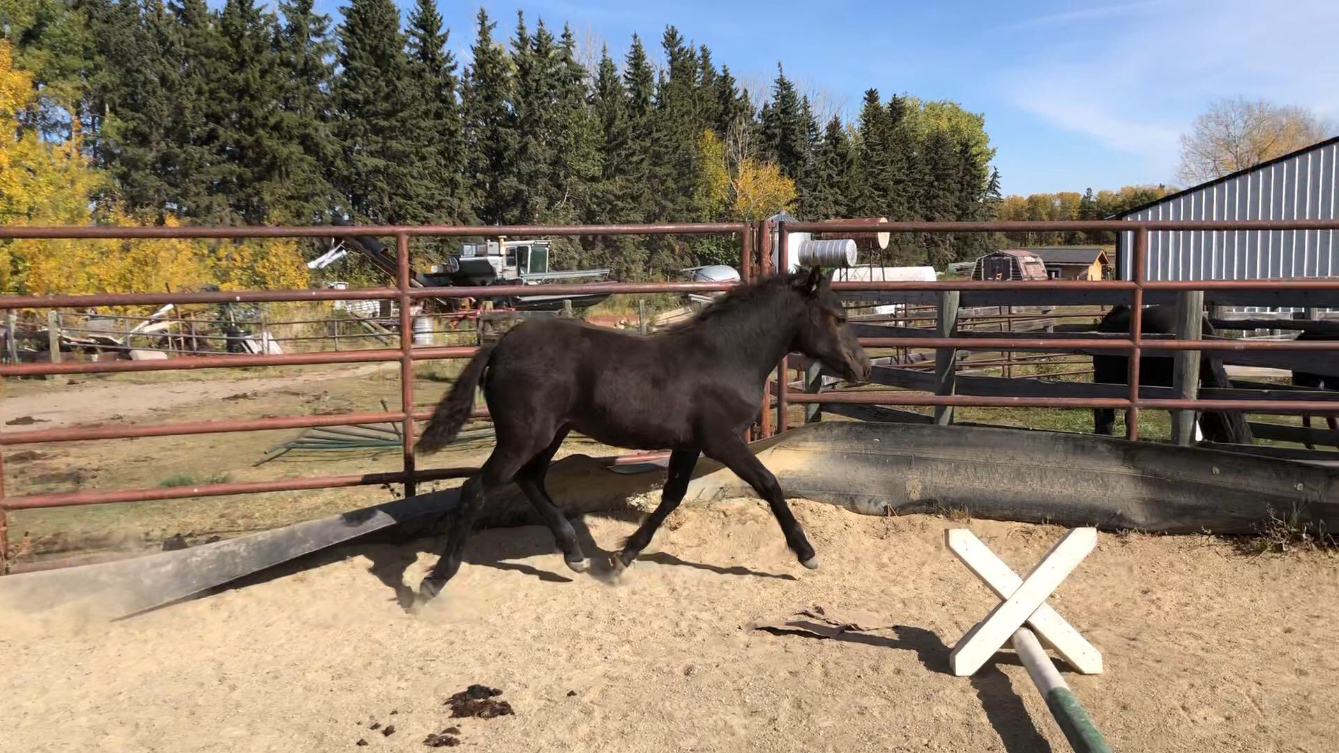 For sale... - Canadian Hay Ranch - Canadian Horse Breeder | Facebook