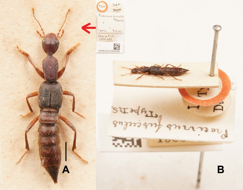 ZooKeys - New taxonomic and faunistic data for three rove beetle ...