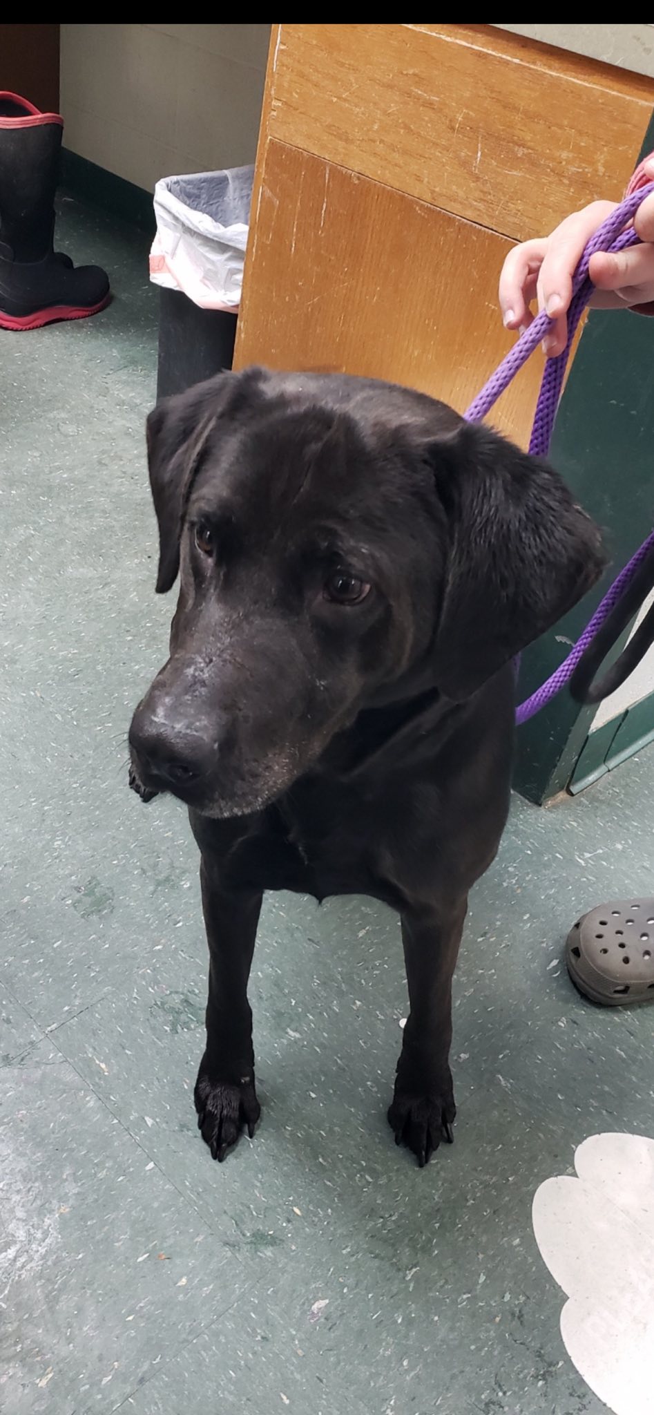 Heartland Lab Rescue | Oklahoma City OK