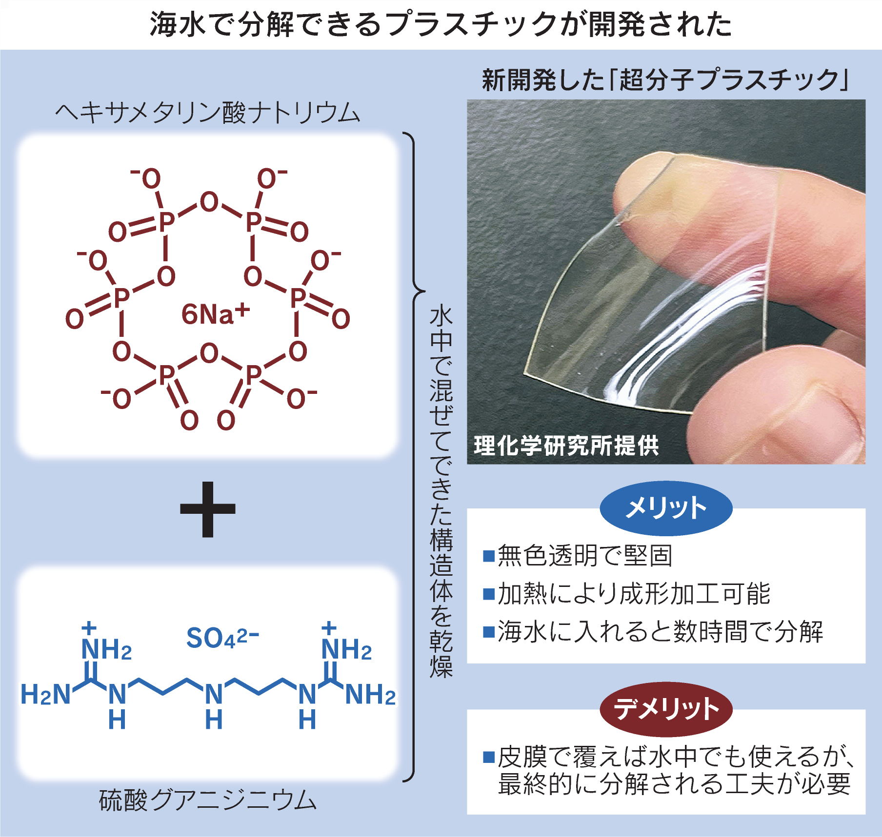 stap 細胞 特許 アメリカ