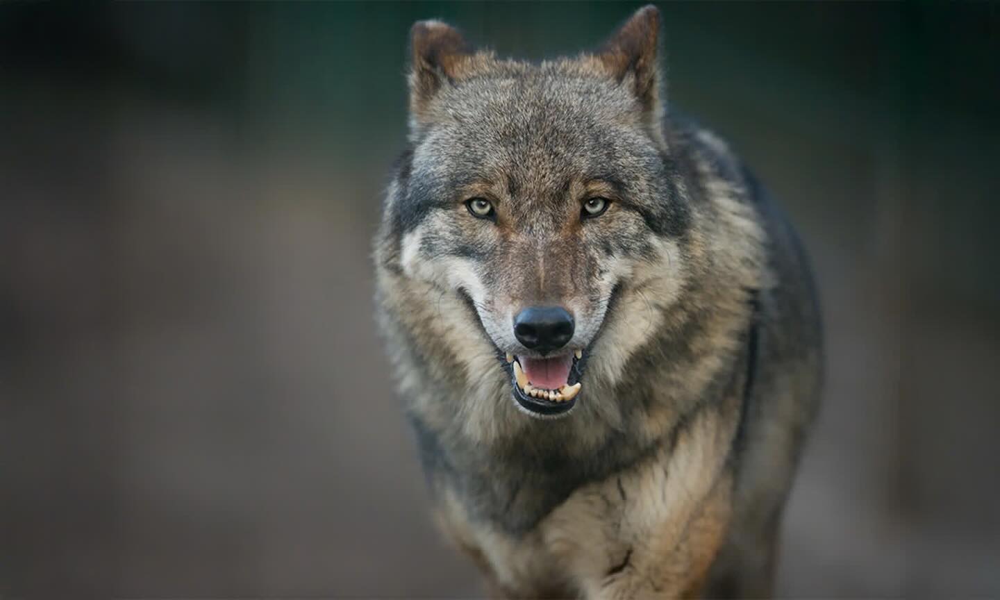 GOOD - Wolves Caught on Camera Using Tools for the First Time. Wolves ...