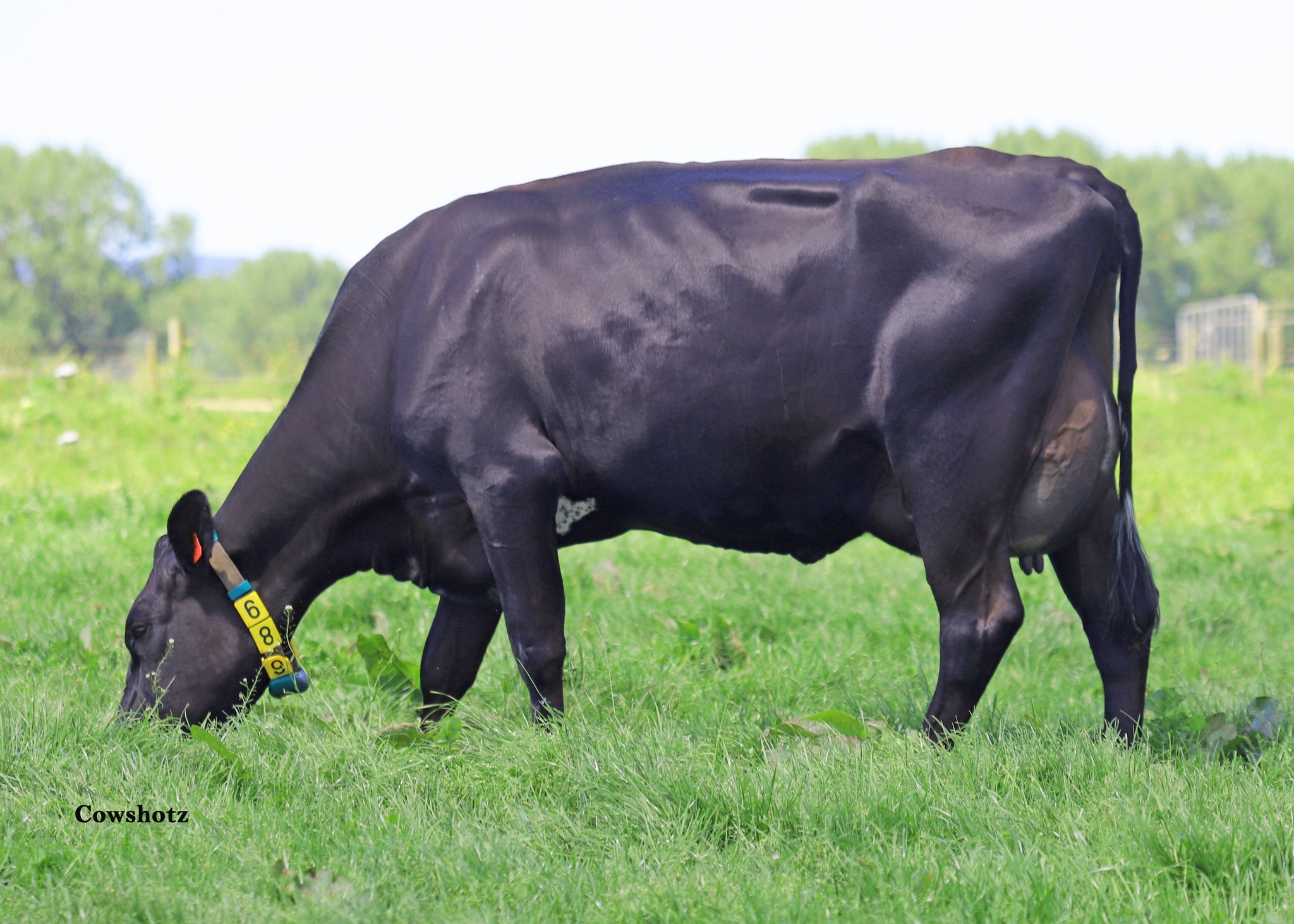 Samen - Sire: Denovo Joyride Pp-ET. Daughter from Payne Dairies in the ...