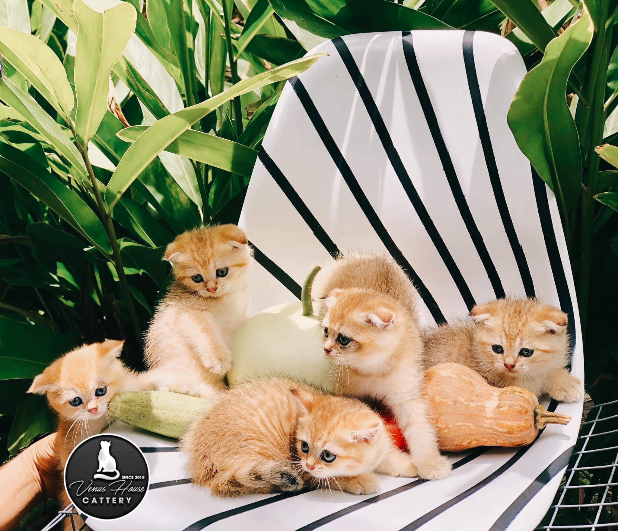 Venus House Cattery - Trại Mèo Sài Gòn, Vũng Tàu | Ho Chi Minh City