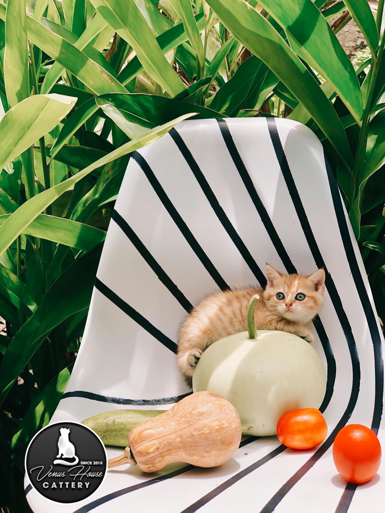 Venus House Cattery - Trại Mèo Sài Gòn, Vũng Tàu | Ho Chi Minh City