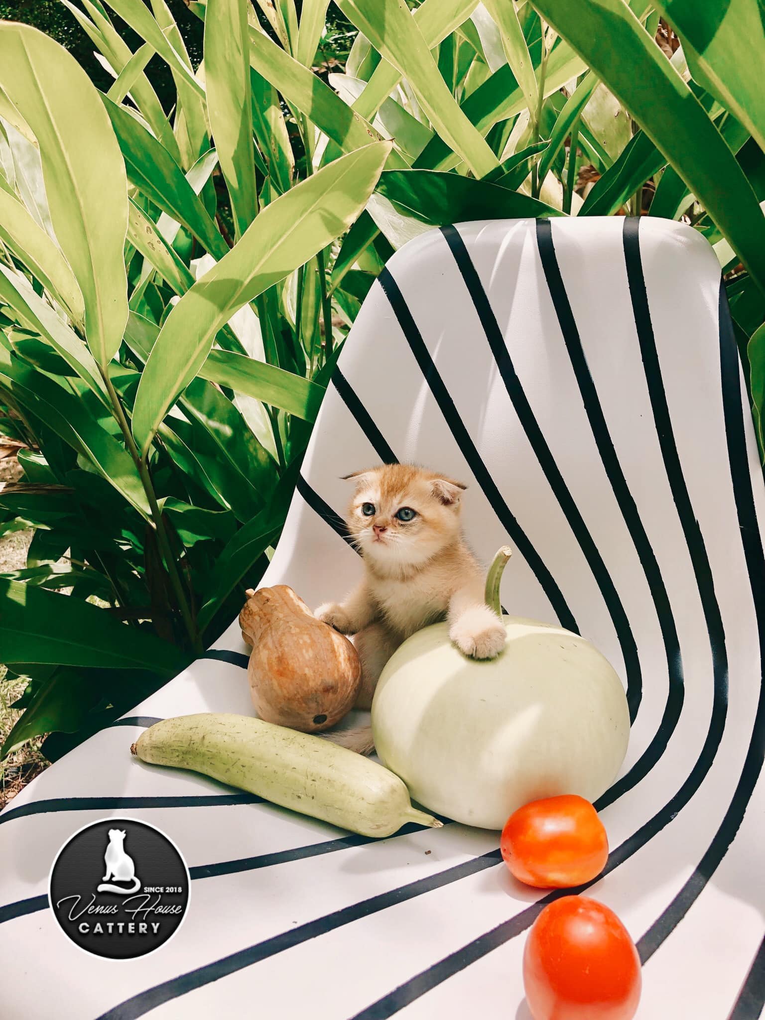 Venus House Cattery - Trại Mèo Sài Gòn, Vũng Tàu | Ho Chi Minh City