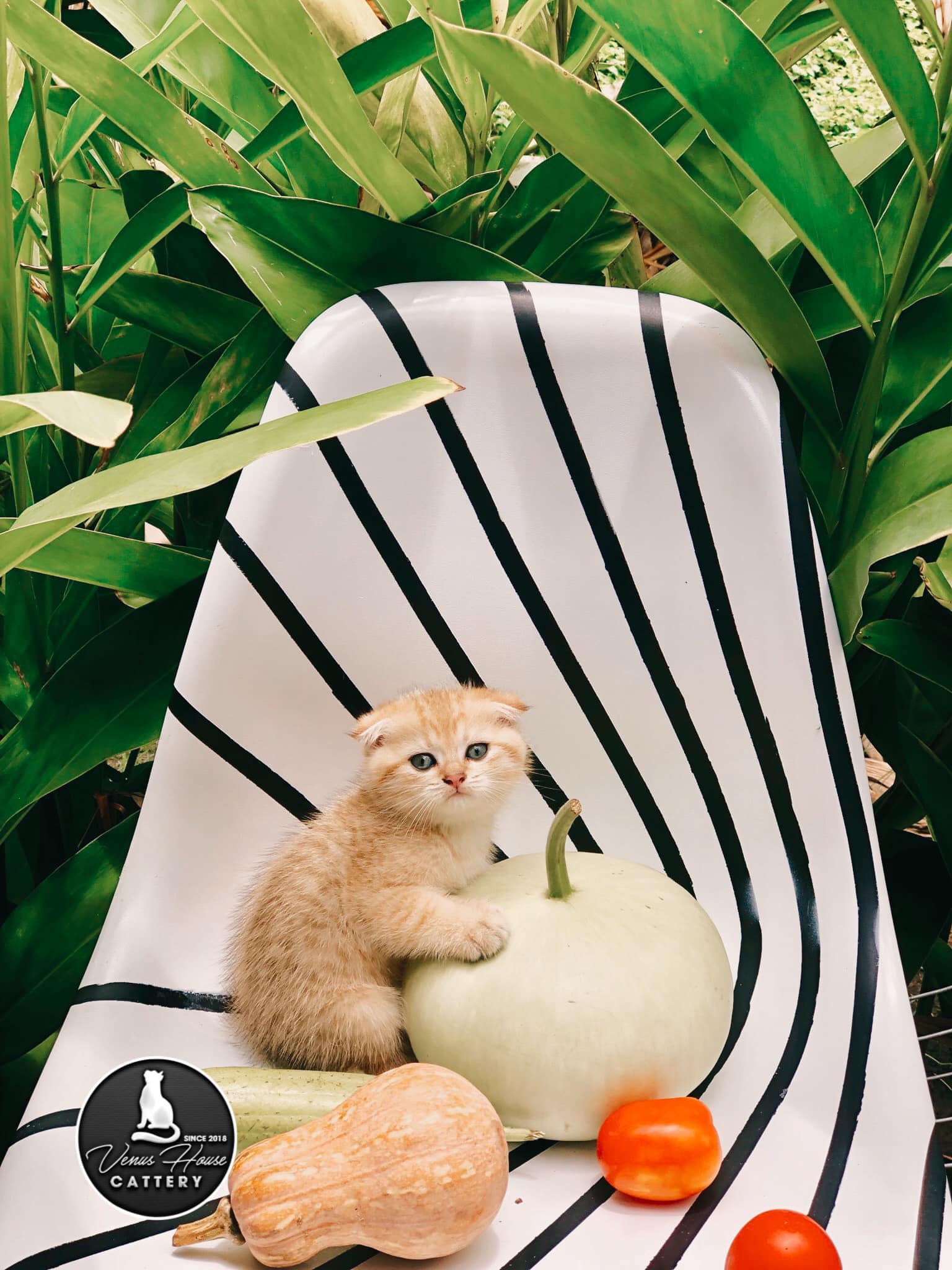 Venus House Cattery - Trại Mèo Sài Gòn, Vũng Tàu | Ho Chi Minh City