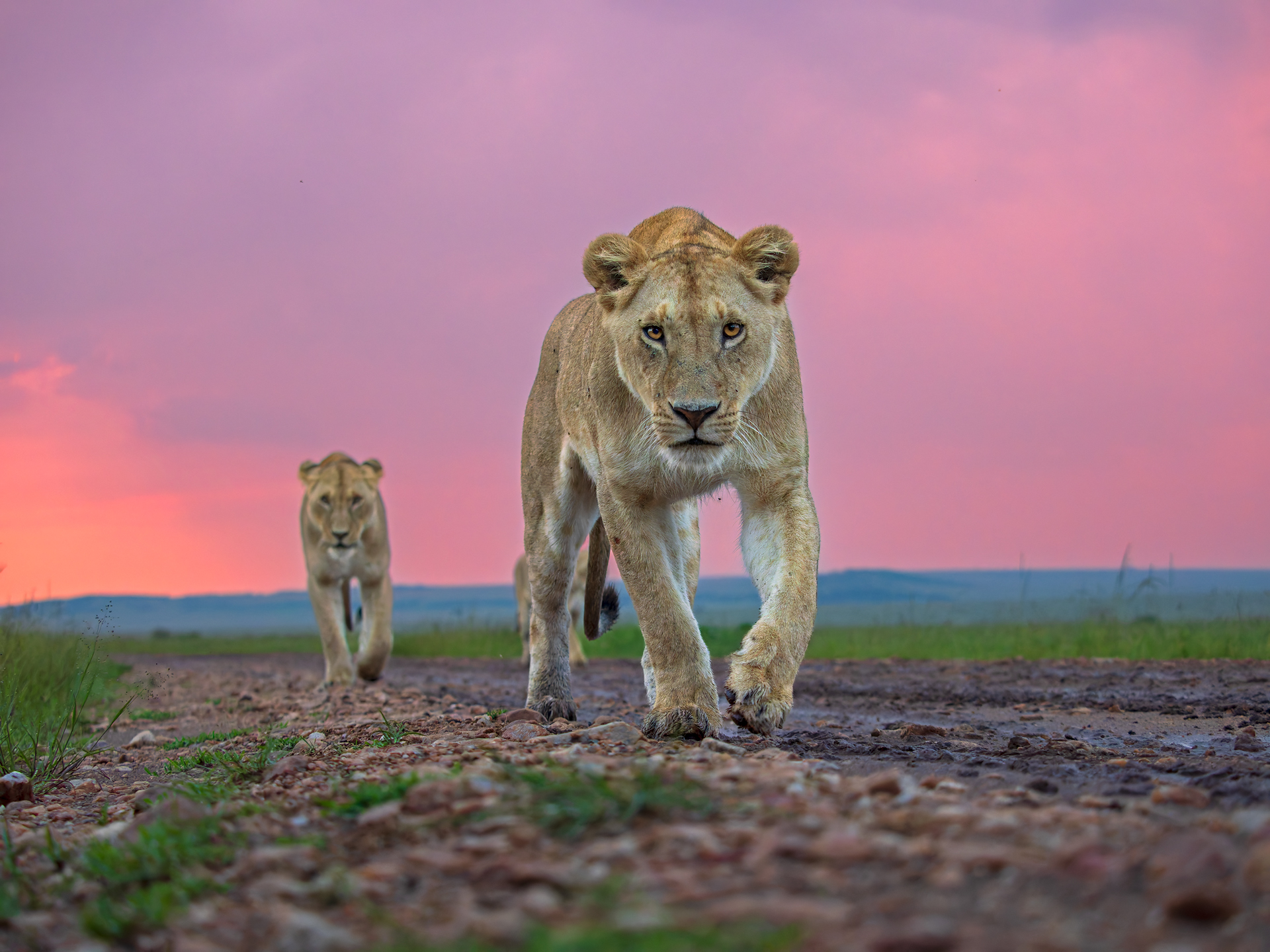 Andy Rouse Photography