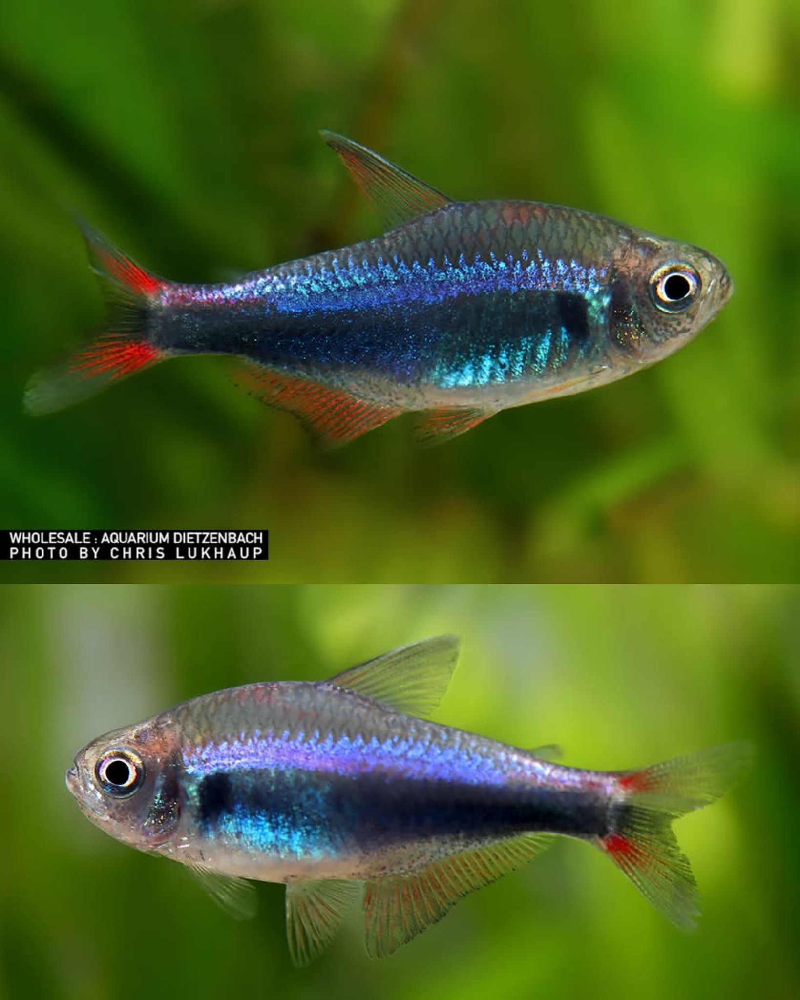 💙 Beautiful Inpaichthys kerri “Super Blue” this week available at