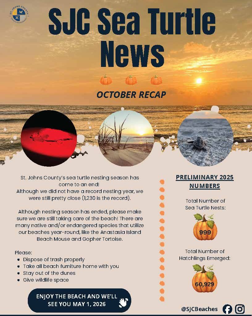City - 🐢 Sea Turtle Nesting Season Has Officially Ended! 🌊 While this ...