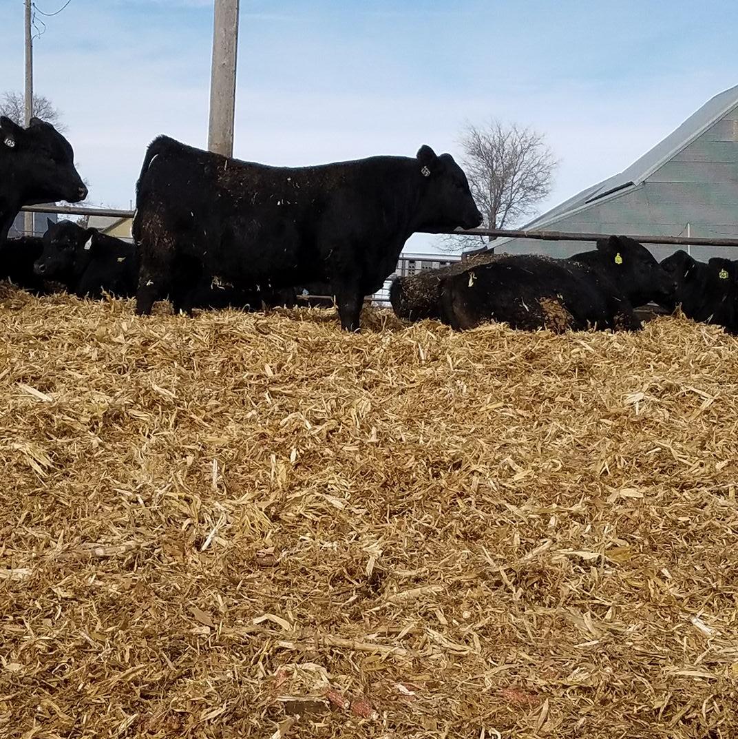Wilkinson Ranch Inc | Lake Preston SD