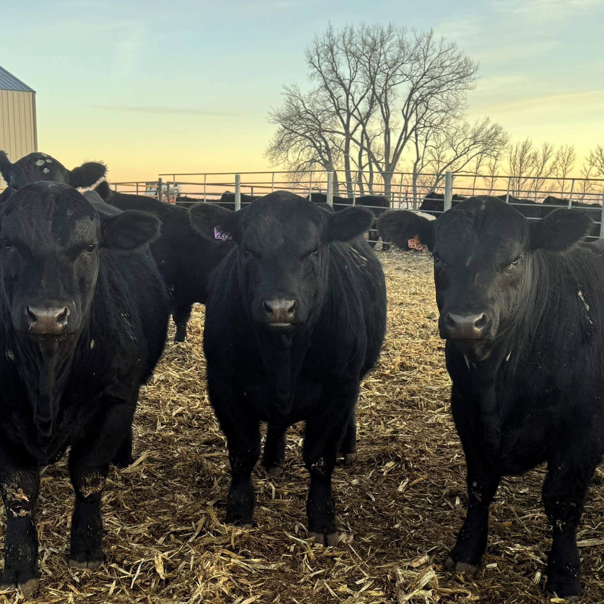 Wilkinson Ranch Inc | Lake Preston SD