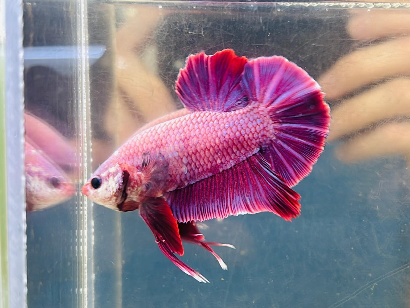 Purple Giant 🐟 More Bettas 👉🏻 justbetta.com 🚚 Delivery  display picture 1