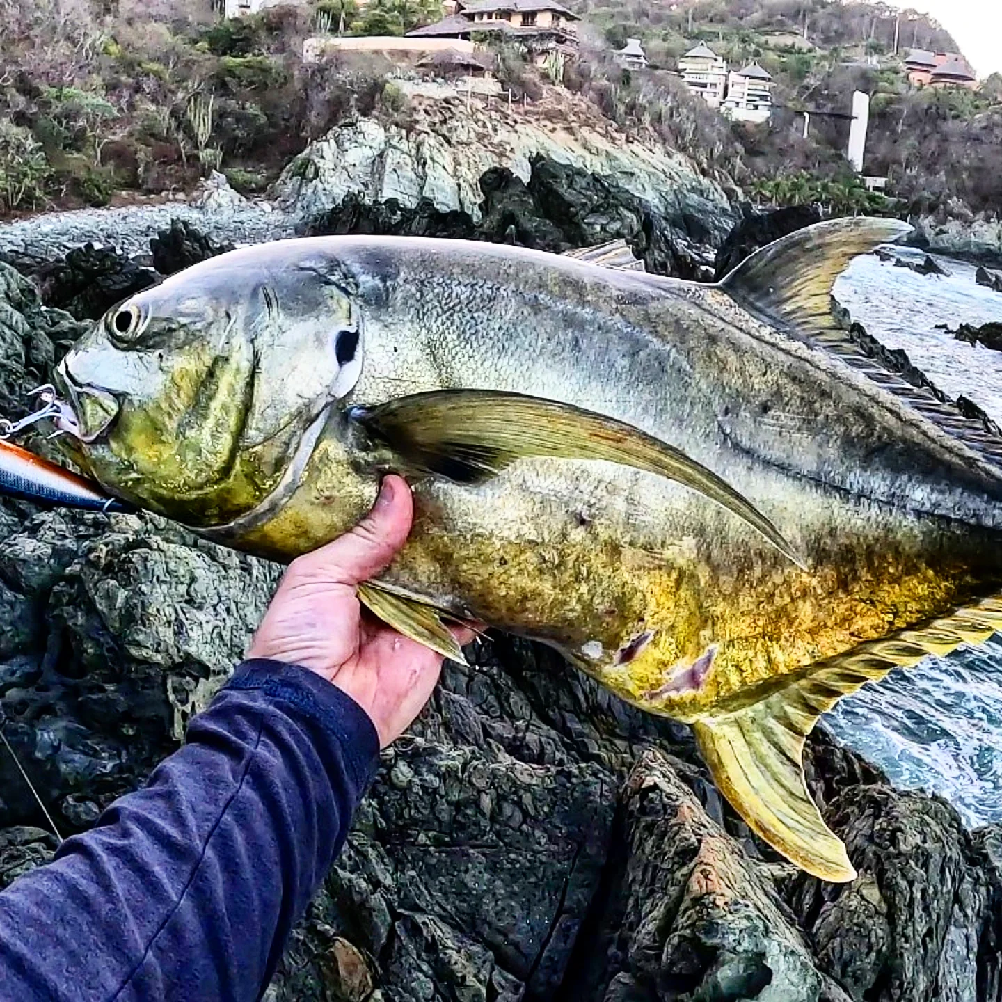 World Fishing Frenchies