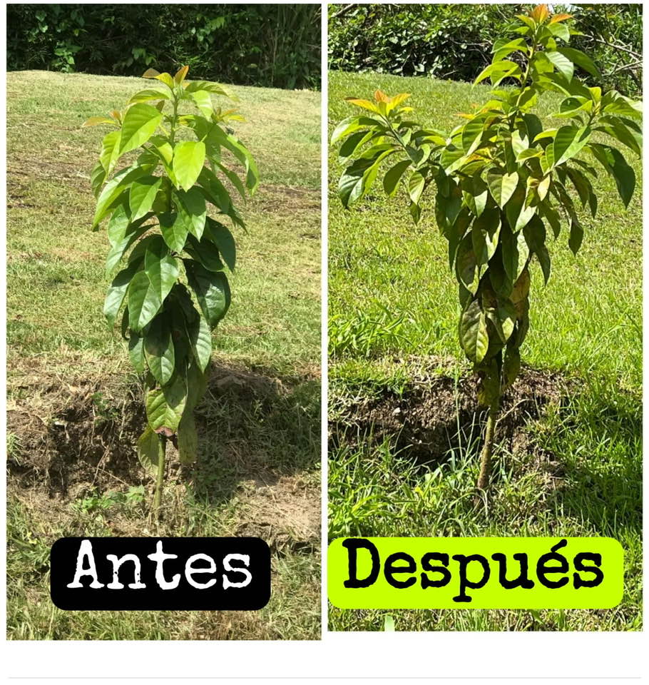 Huerto casero, sembremos todos en la Isla del Encanto | Ese es mi ...