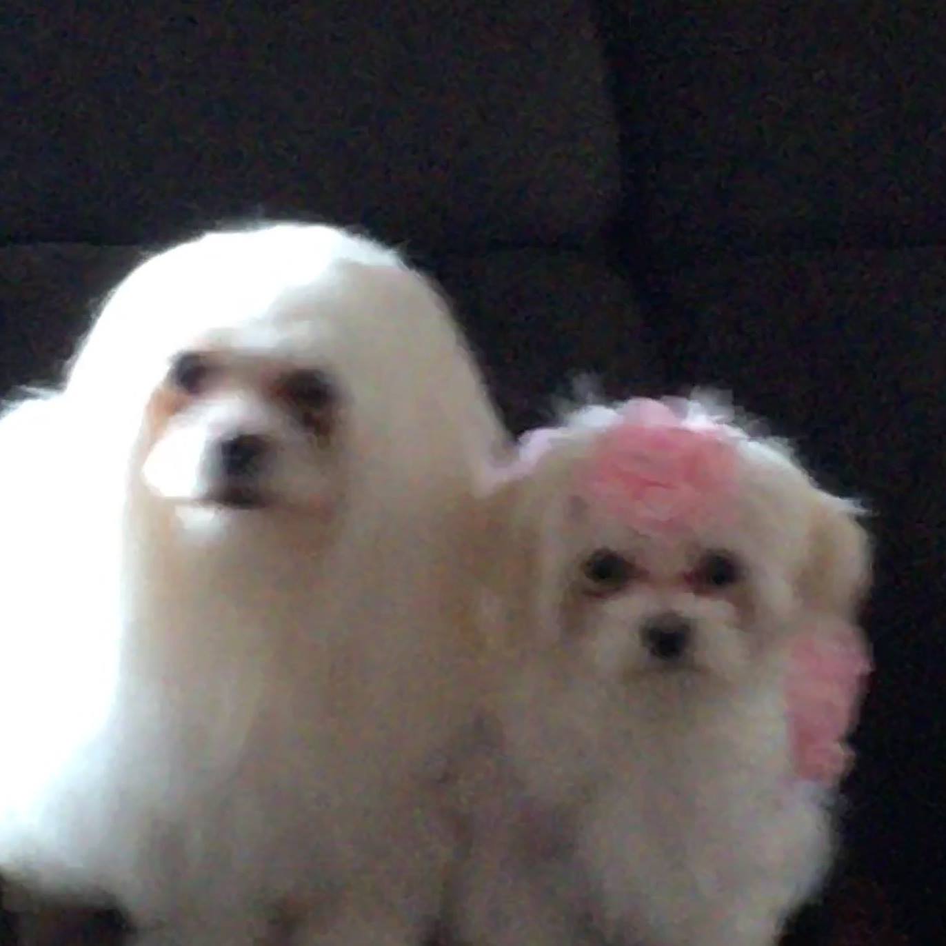 Helping Lost & Found Pets Grey/Bruce Areas | Hi looking for small to ...