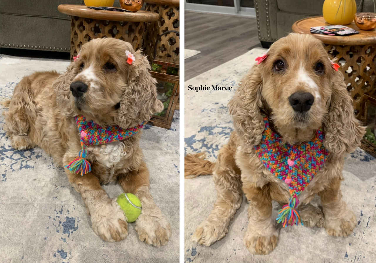 Angels... - Angels Under Our Wings Cocker Spaniel Rescue