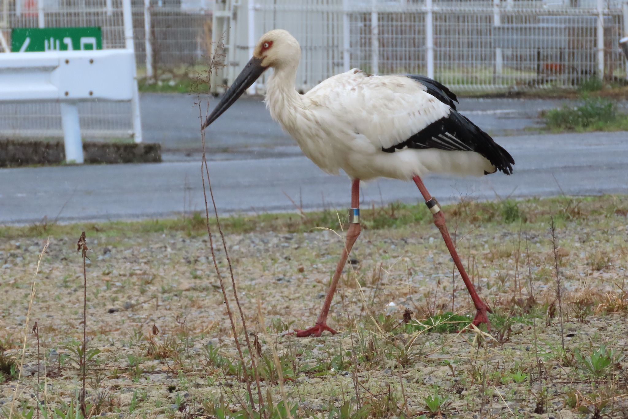 日本コウノトリの会 - 日本コウノトリの会 added a new photo