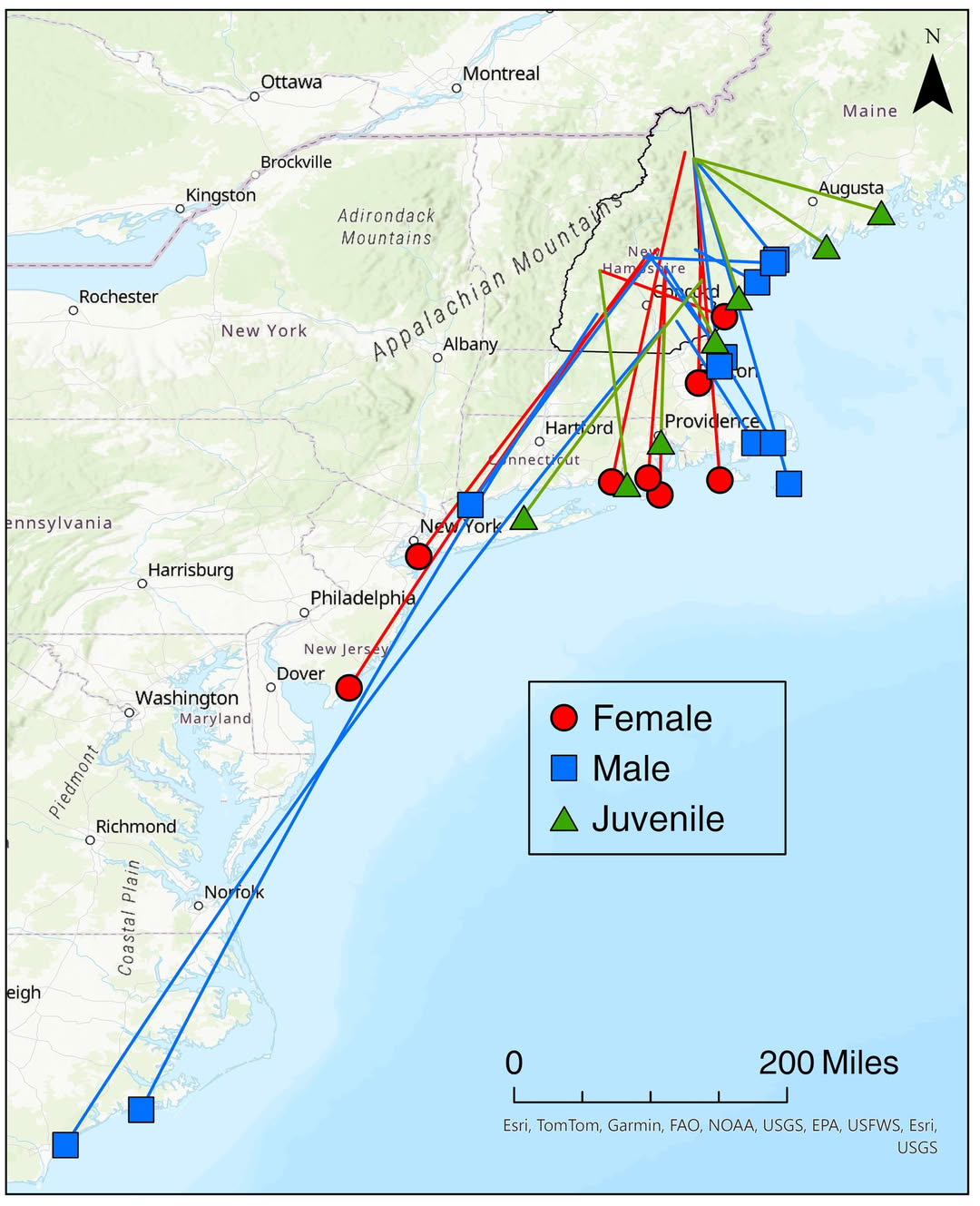 Acton - A map showing the migration of a sample of loons in New ...